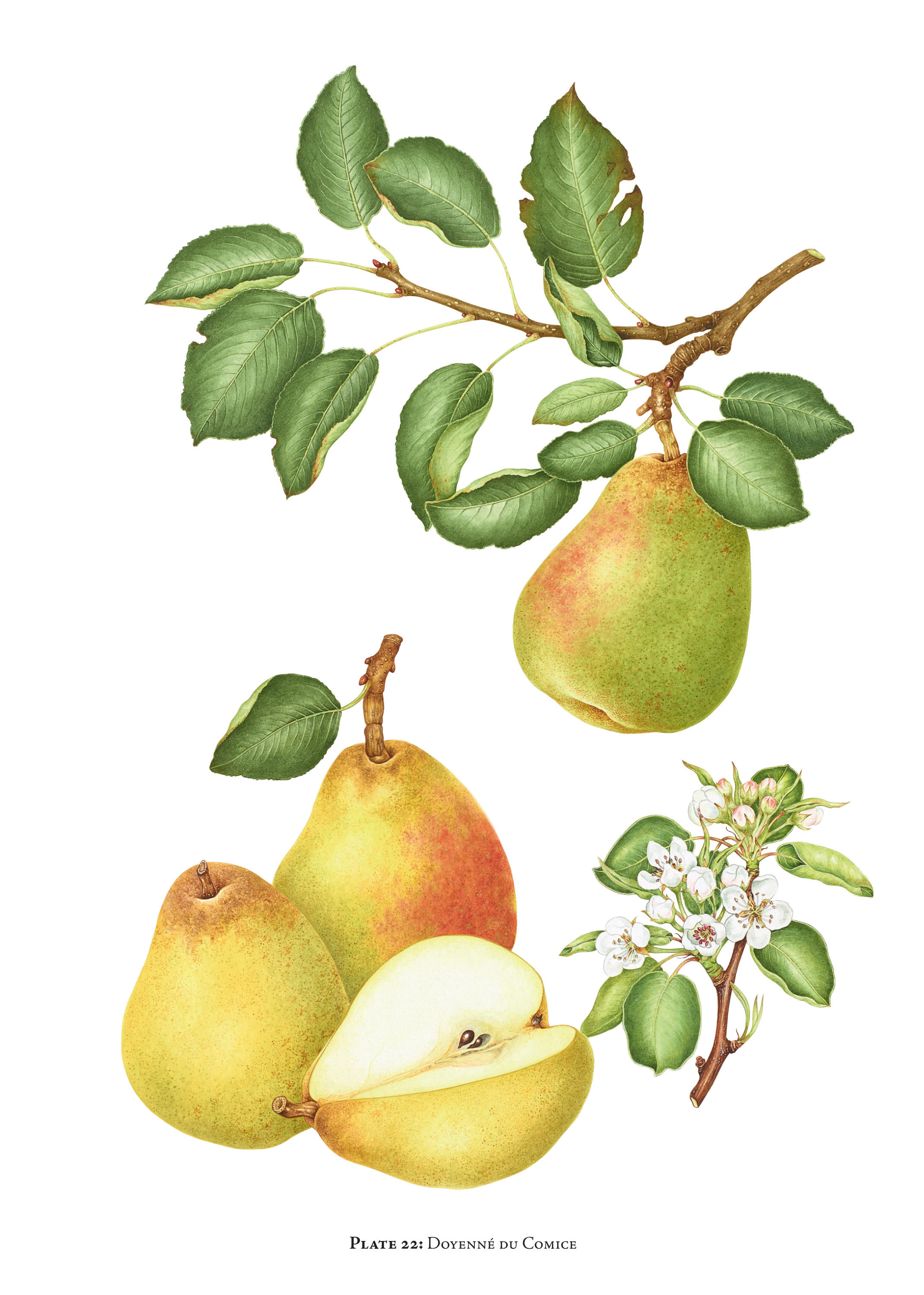 The Book Of Pears': A Love Letter To A Once Pre-Eminent Fruit | NPR ...