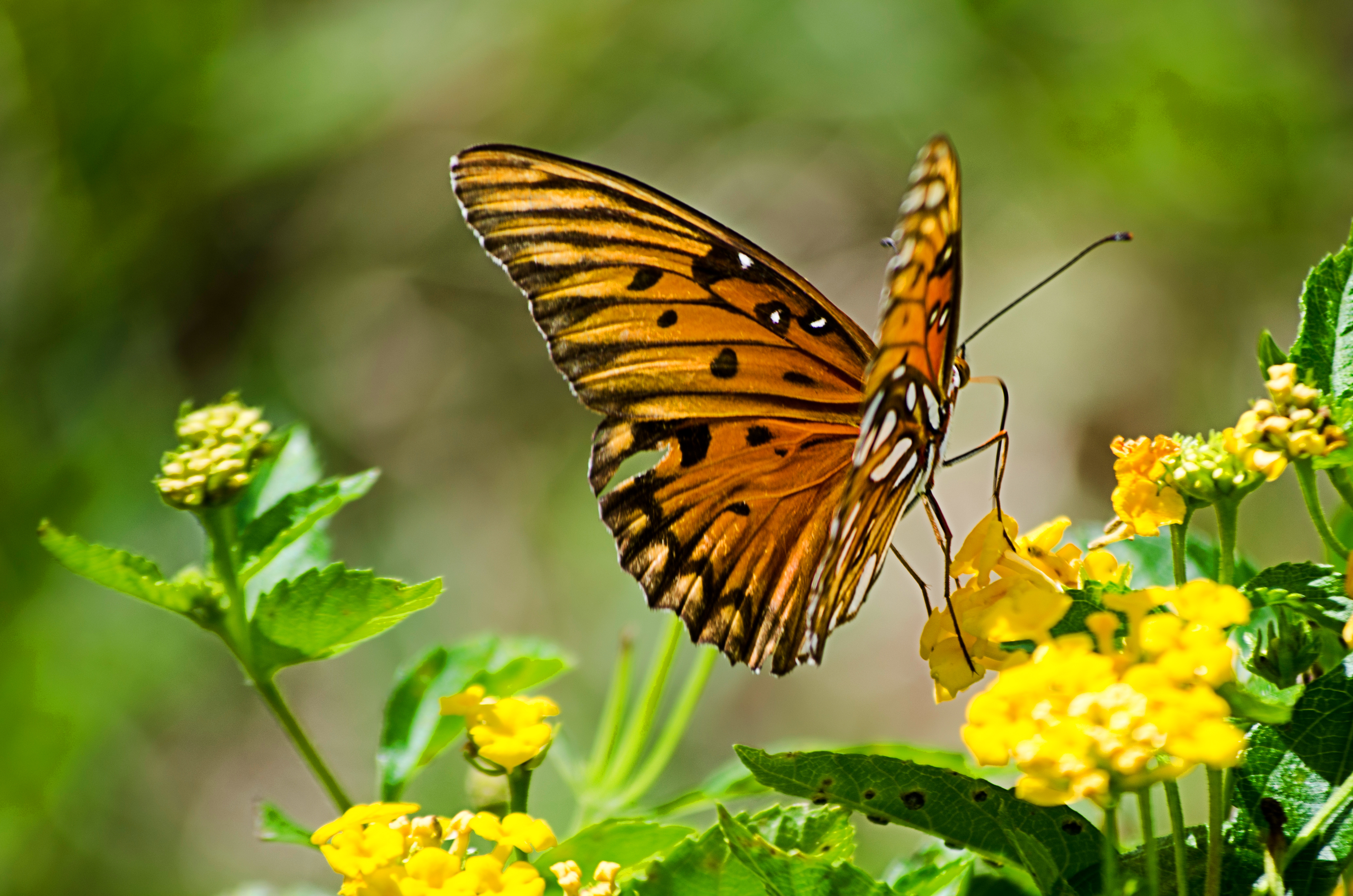 5 formas de atrair borboletas para o jardim | Blog Plantei
