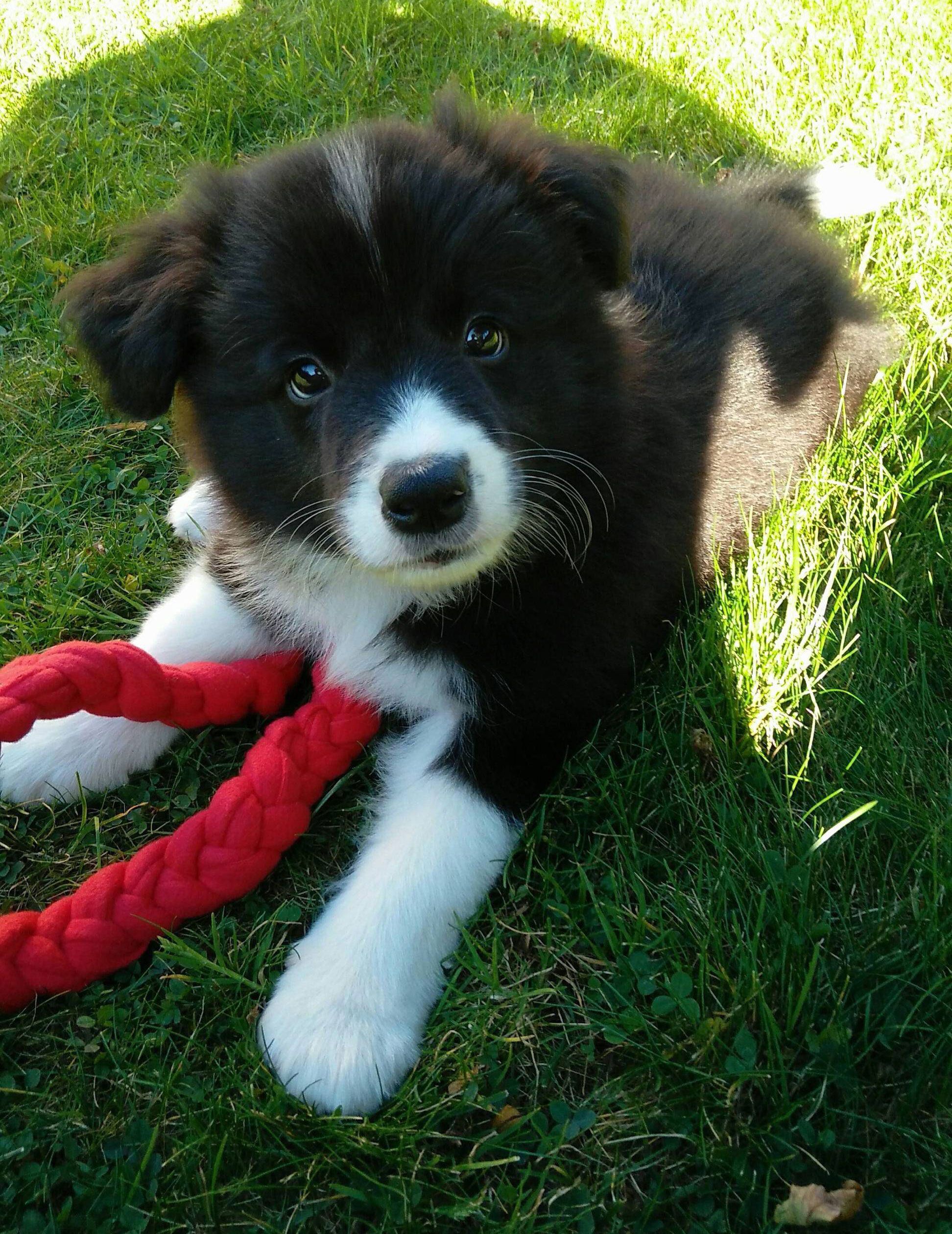 Cute Fluffy Border Collie Puppy | Border collie puppies, Collie ...