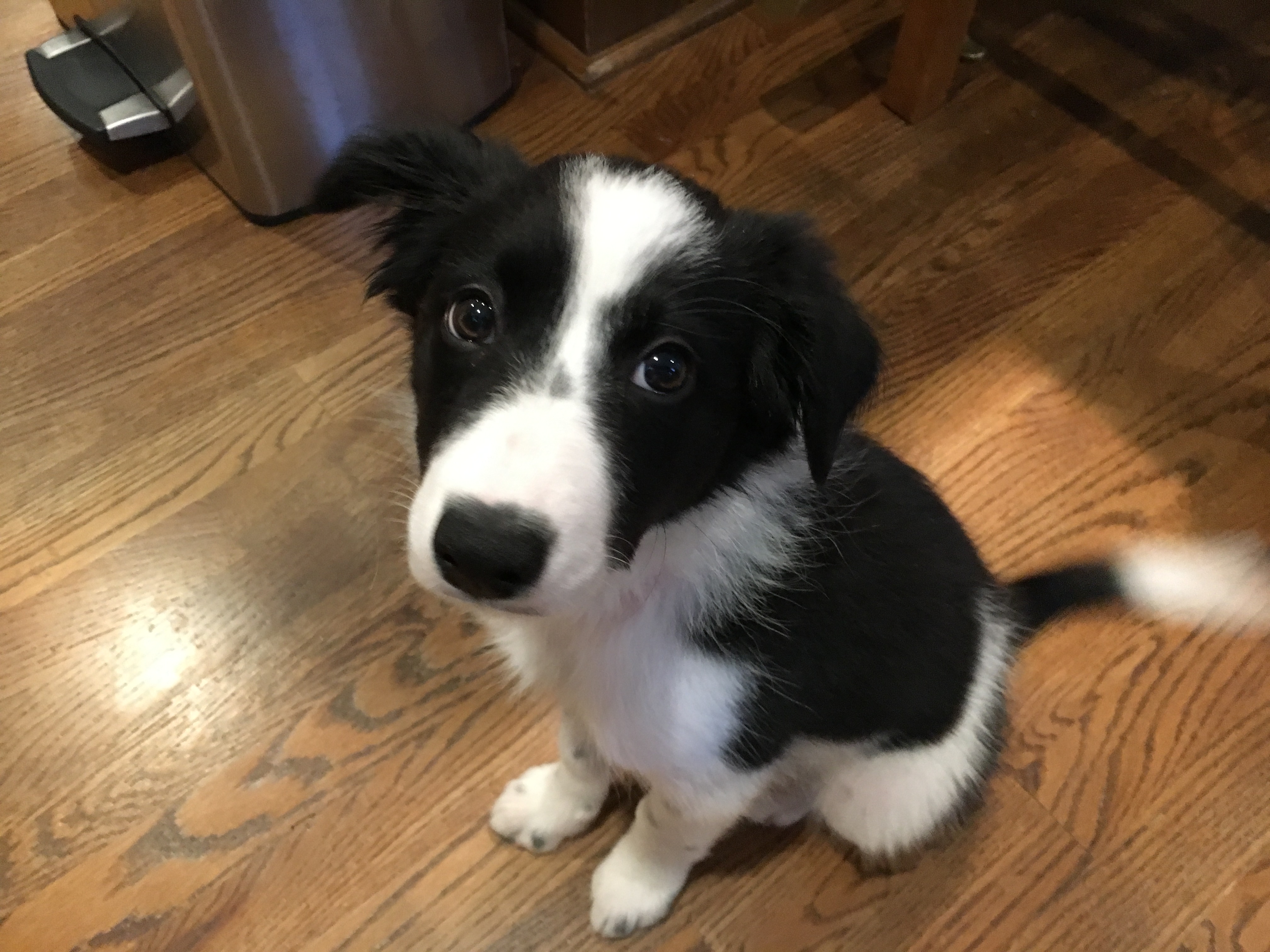 Puppy Training Tips Help a 3 Month Old Border Collie Learn to Stop ...