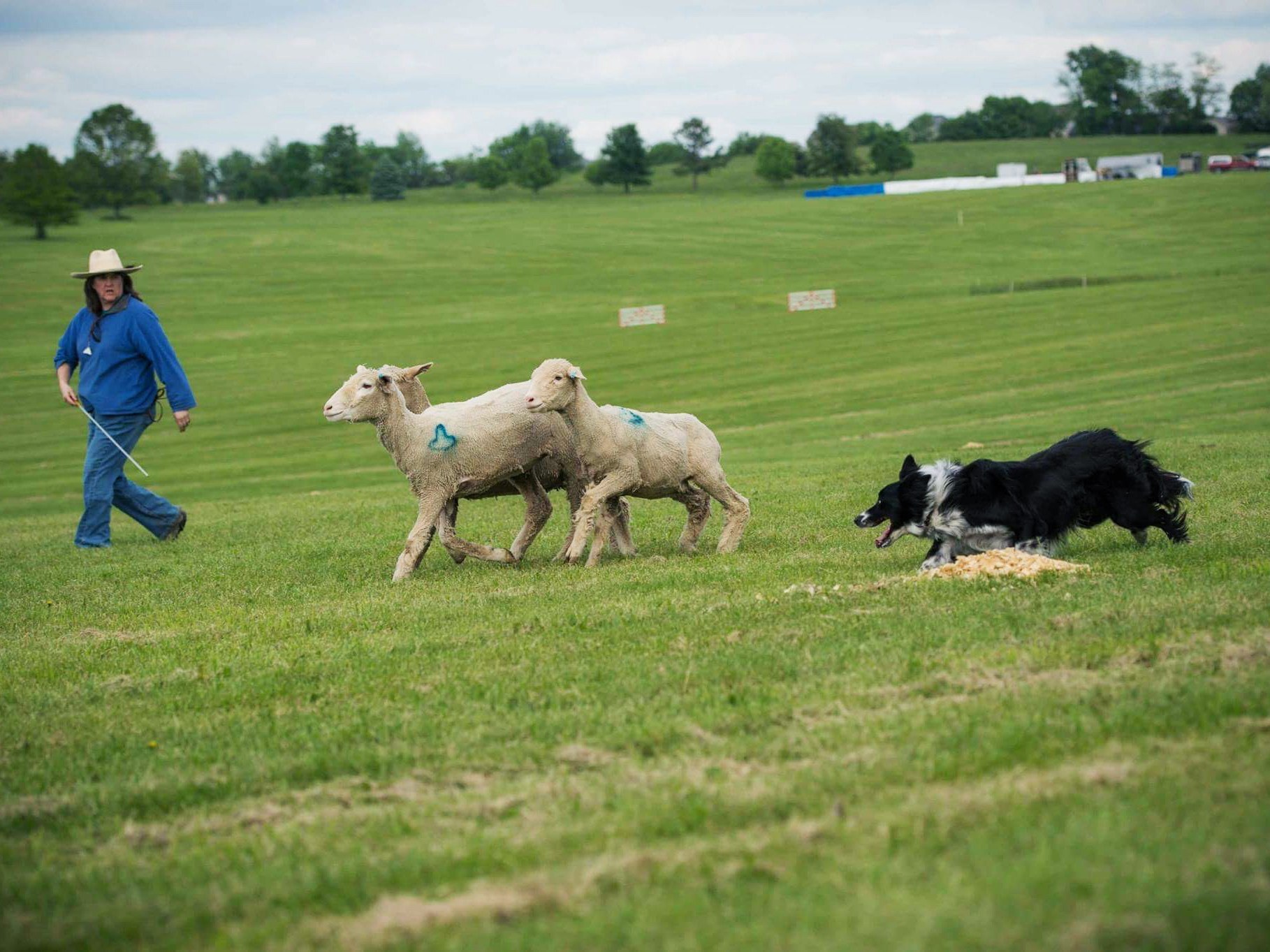 What a Border Collie Taught a Linguist About Language | WIRED