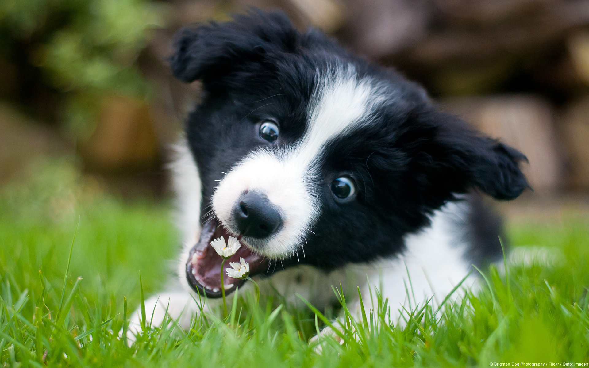 Sample Pictures images Border Collie HD wallpaper and background ...