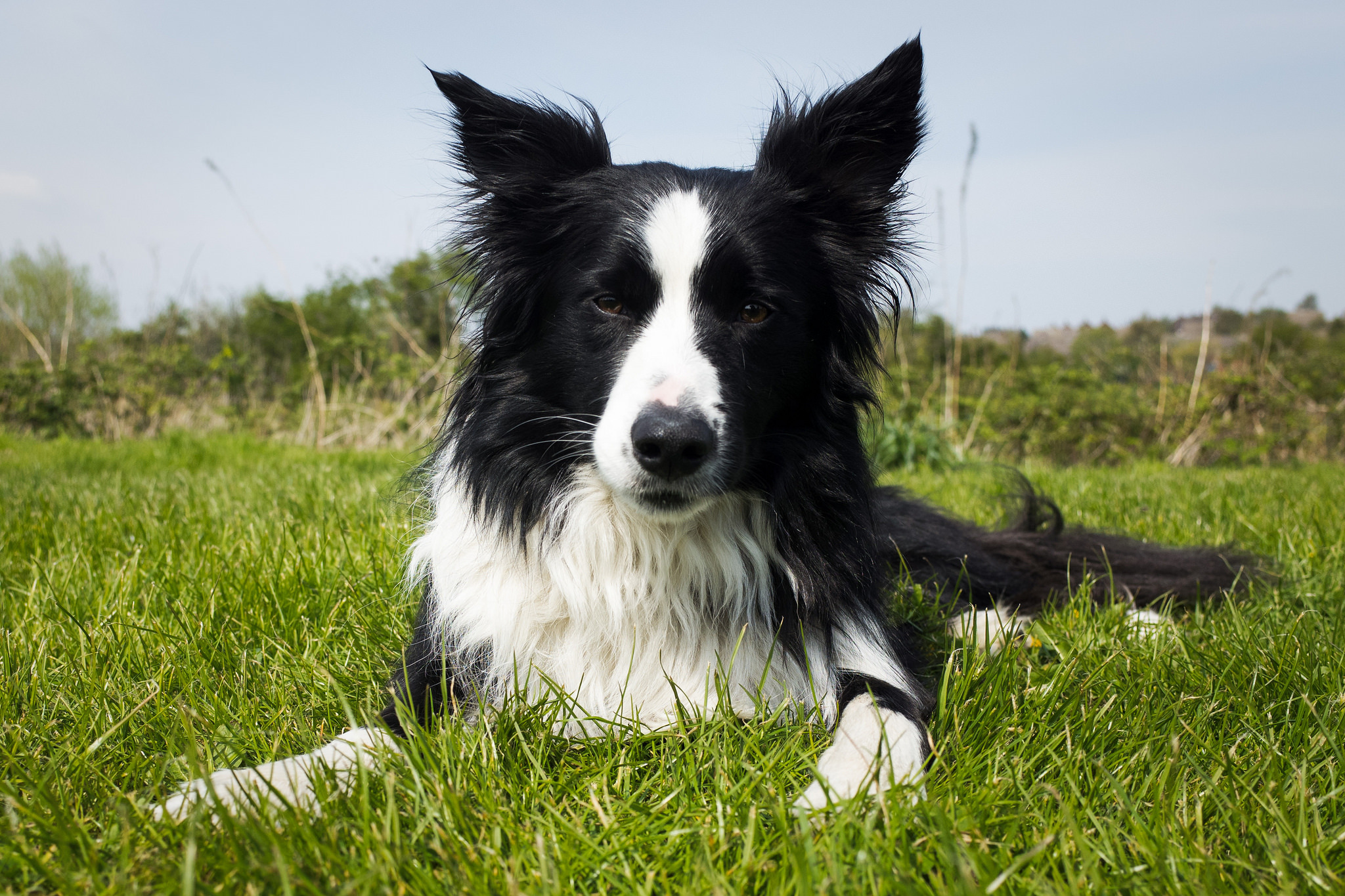 Free photo: Border Collie - Animal, Border, Collie - Free ...