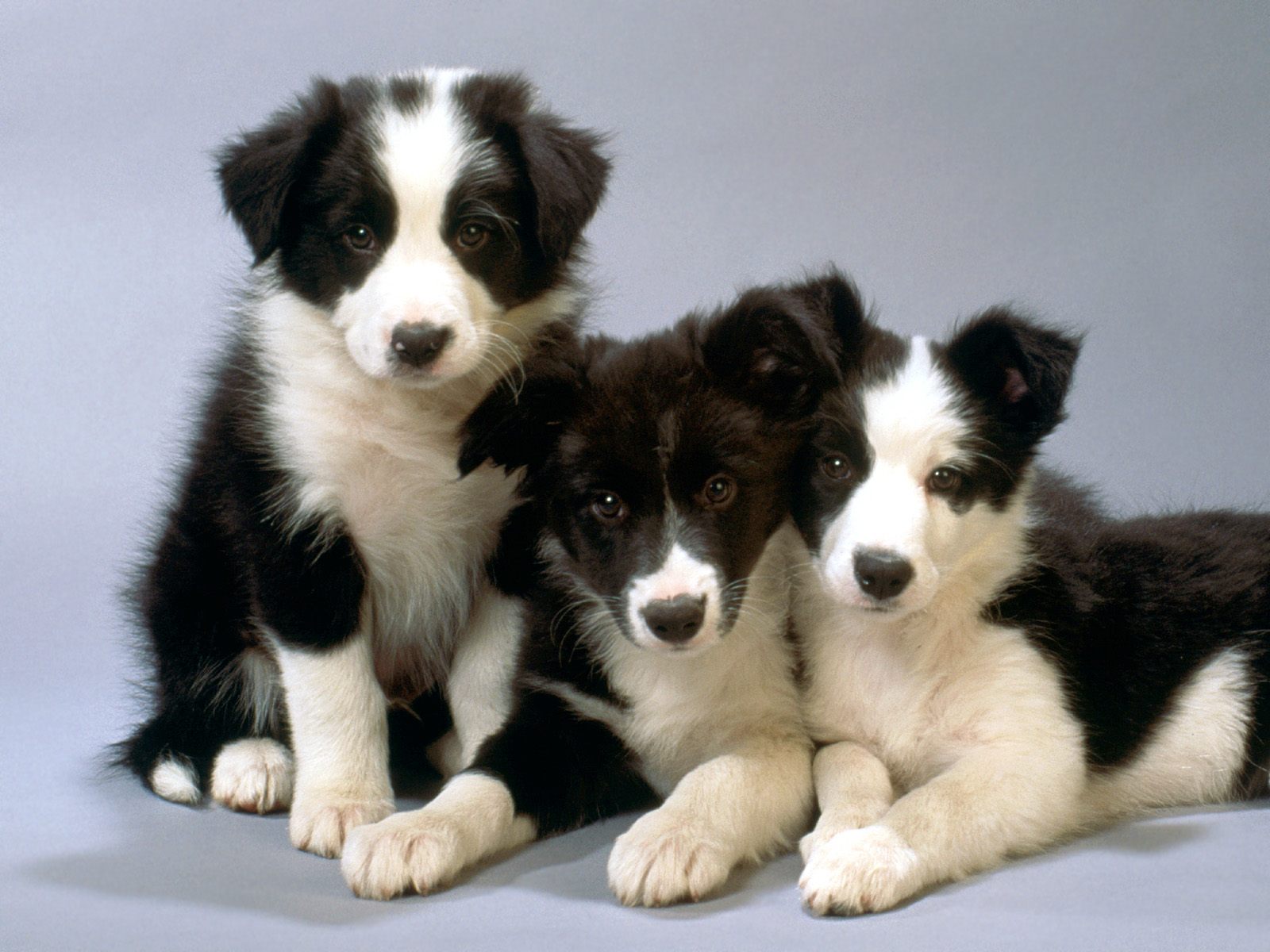 The Workaholic of the Dog World - Is the Border Collie Right for You ...