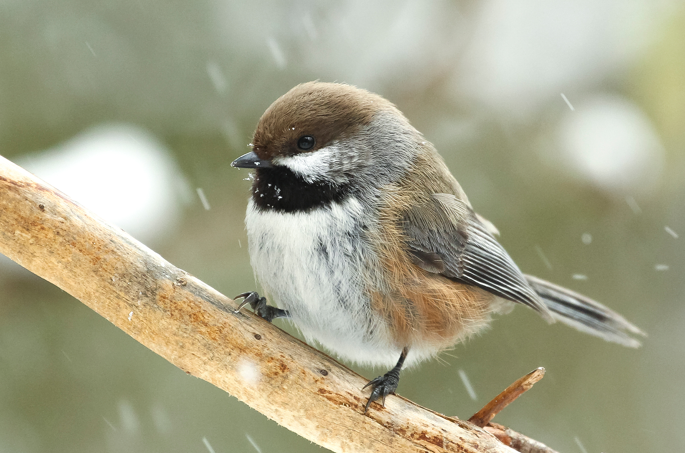 How Does the Boreal Chickadee Survive Arctic Winters? | Audubon