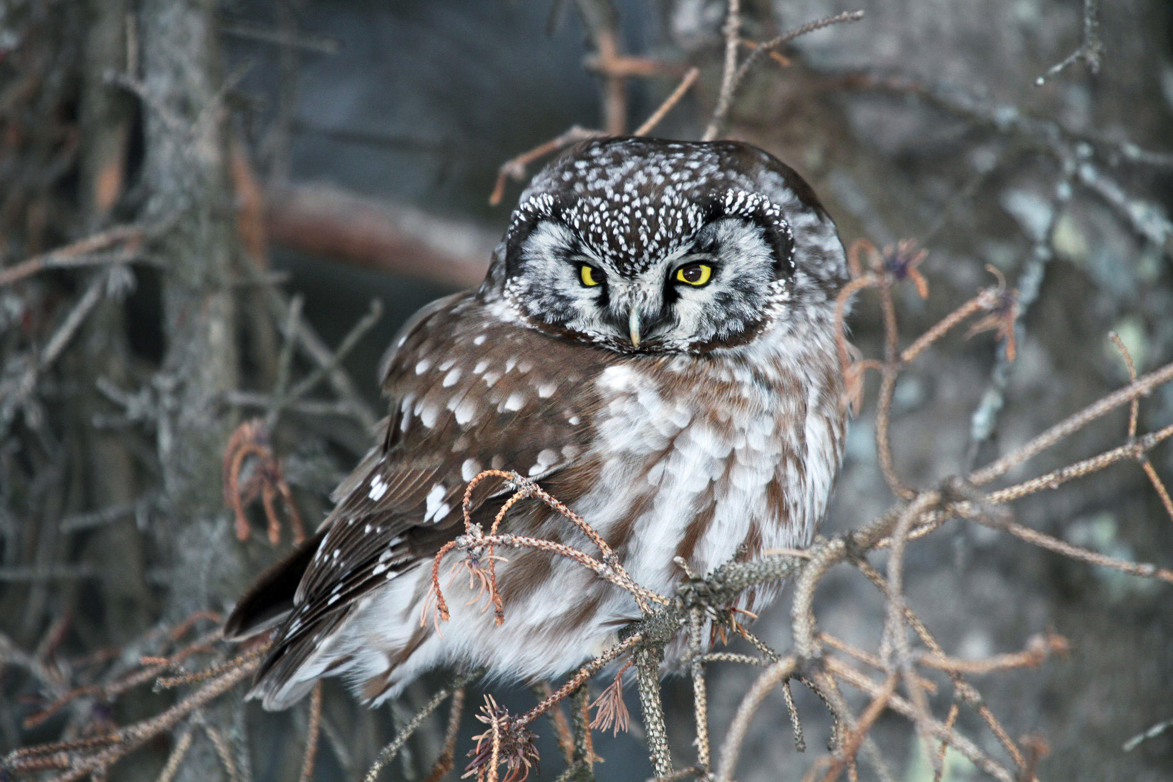 Boreal Owl | Audubon Field Guide