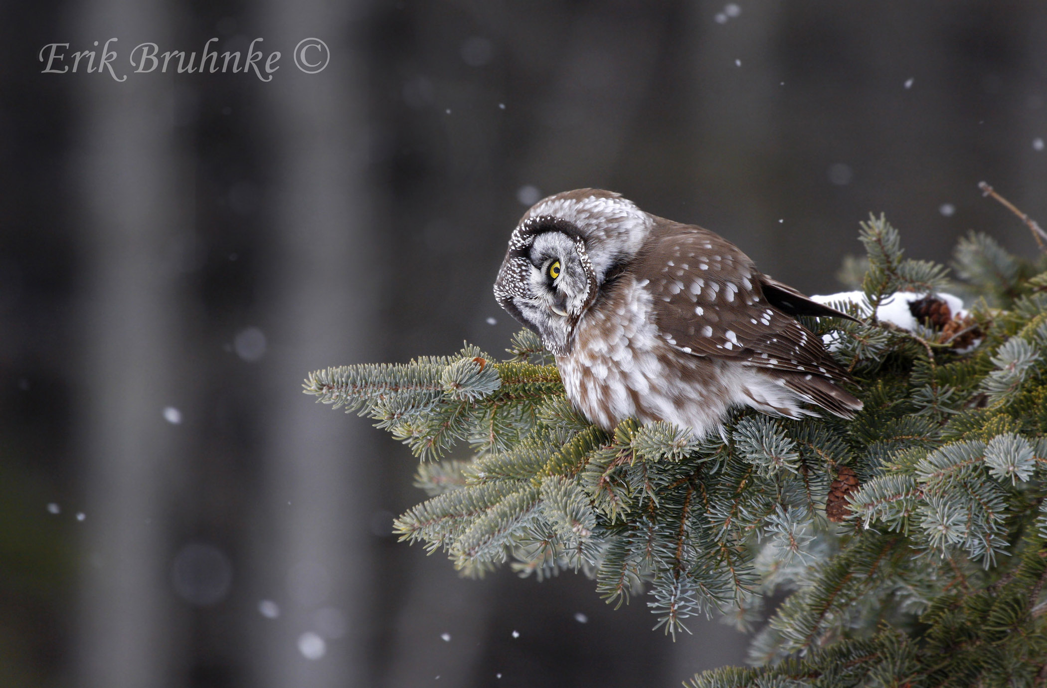 A Spectacle of Boreal Owls by Erik Bruhnke | Nemesis Bird