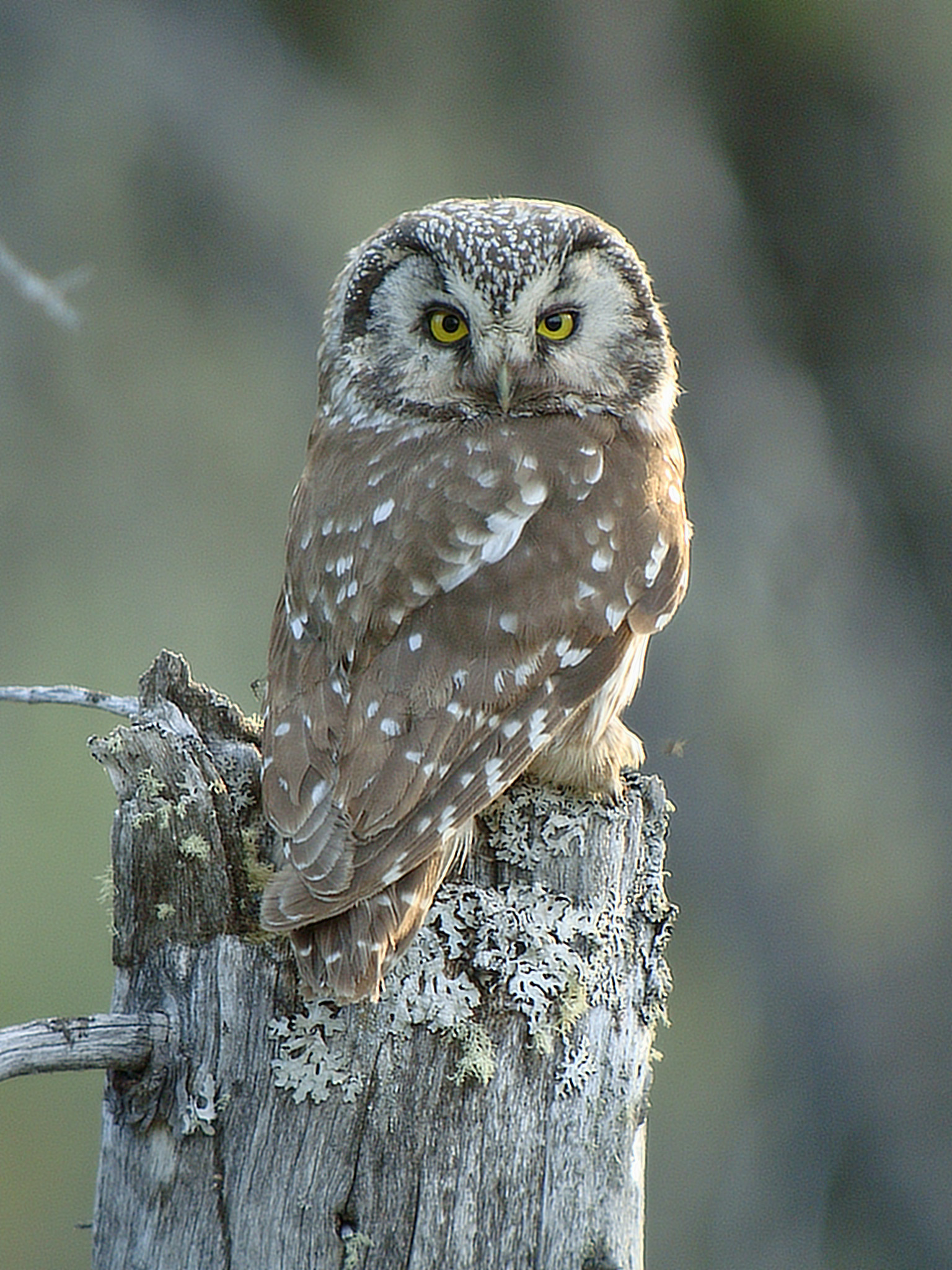 Boreal Owl | Hebrides Birding Blog