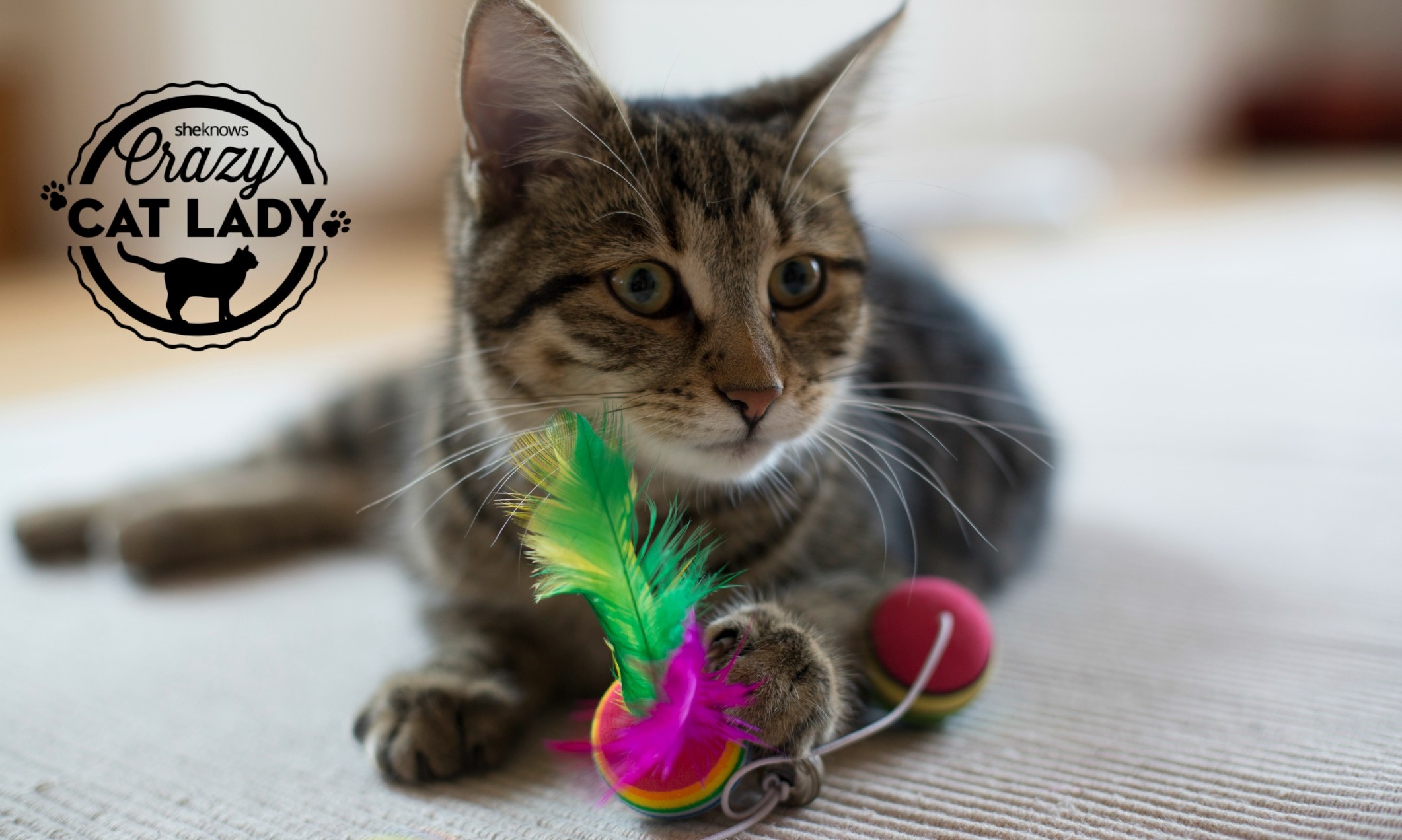My cats are bored with their toys — how do I keep them entertained?
