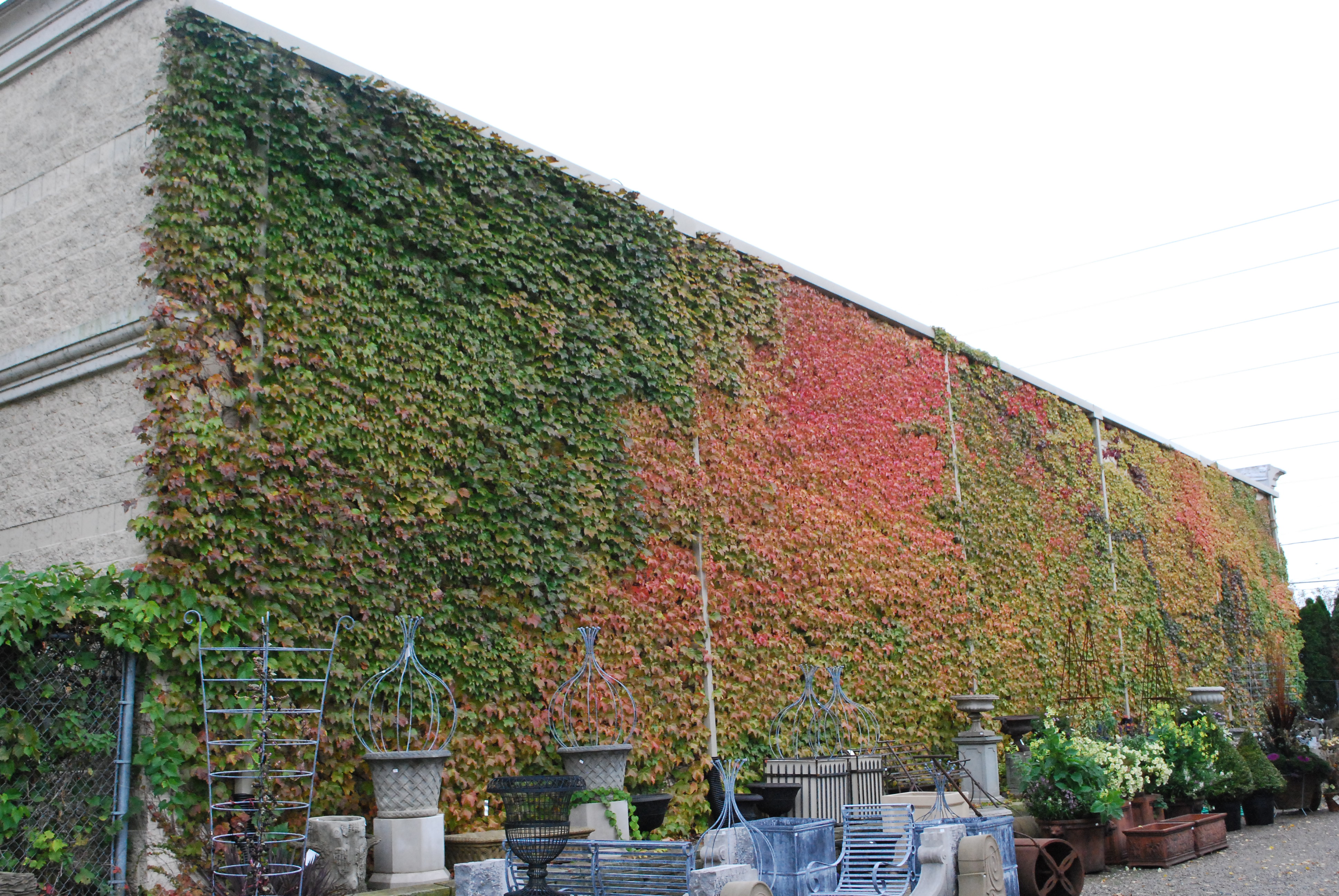 fall color Boston Ivy | Dirt Simple