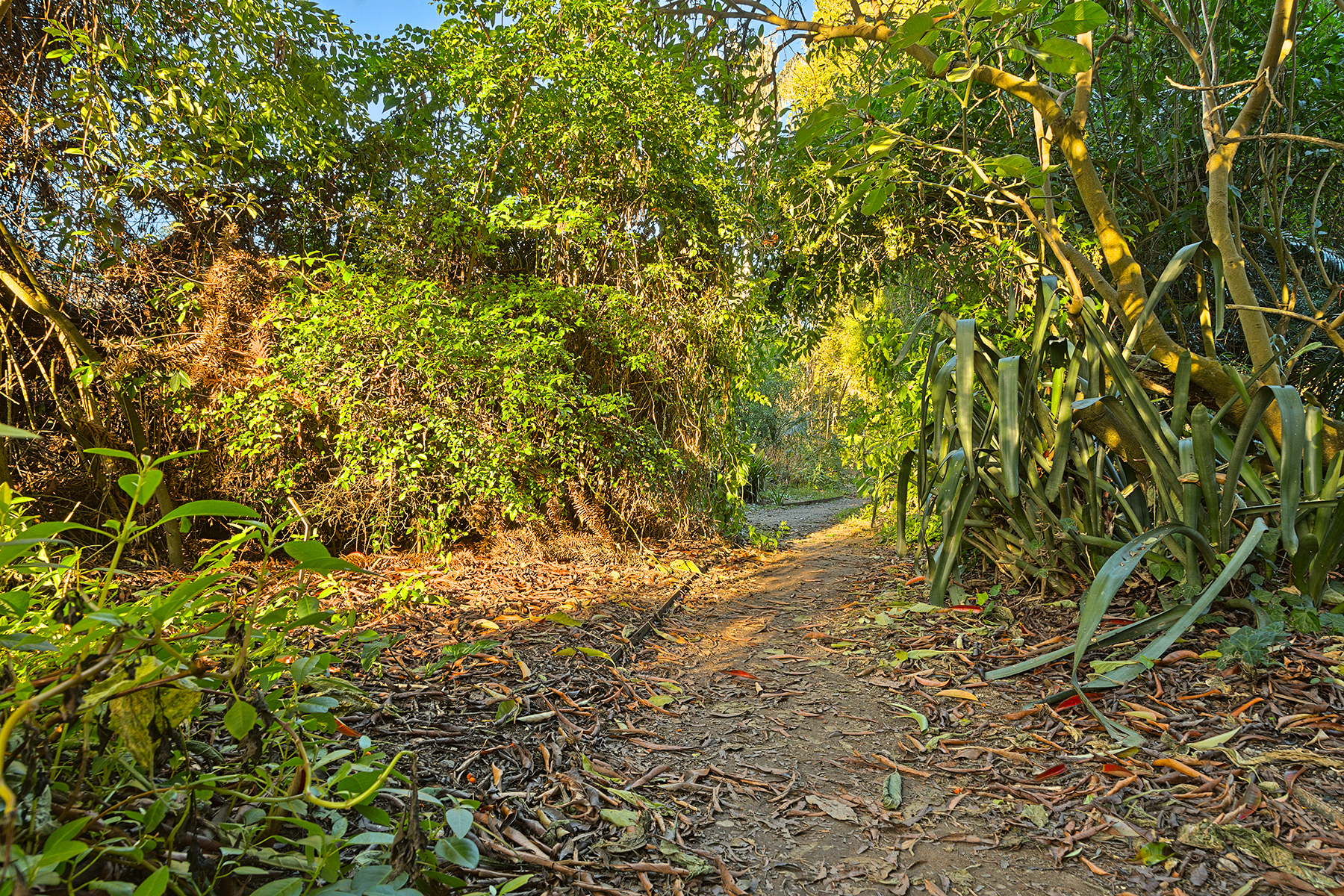 Botanical gardens trail - hdr photo