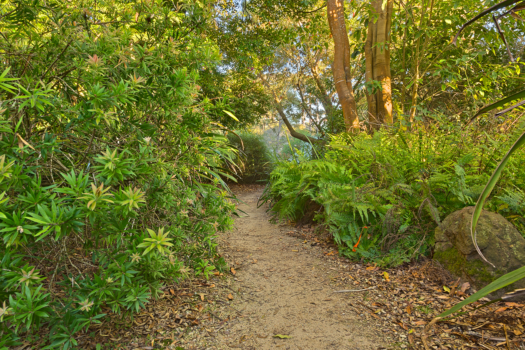 Botanical gardens trail - hdr photo