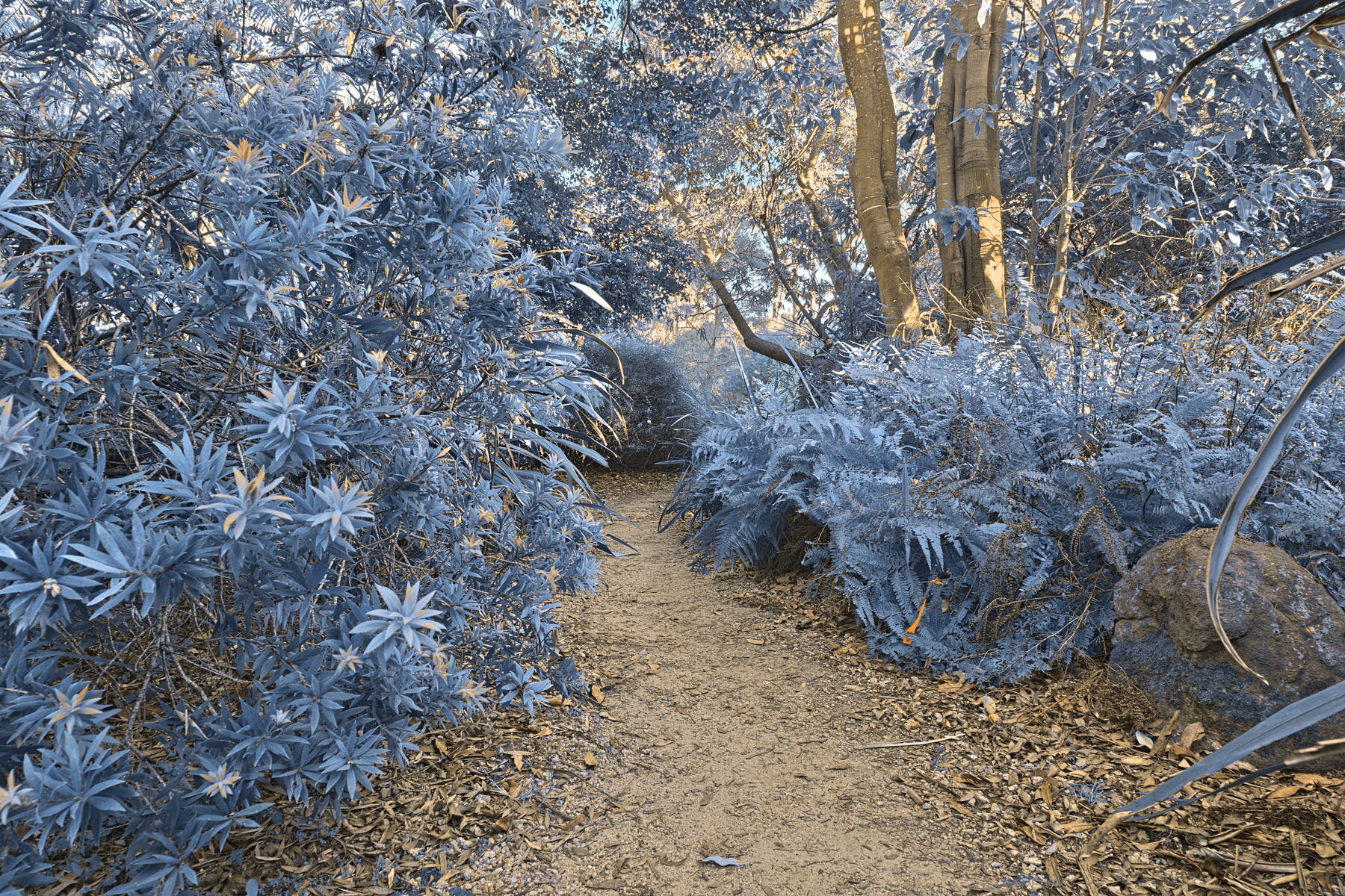 Botanical gardens trail - winter blue hd photo