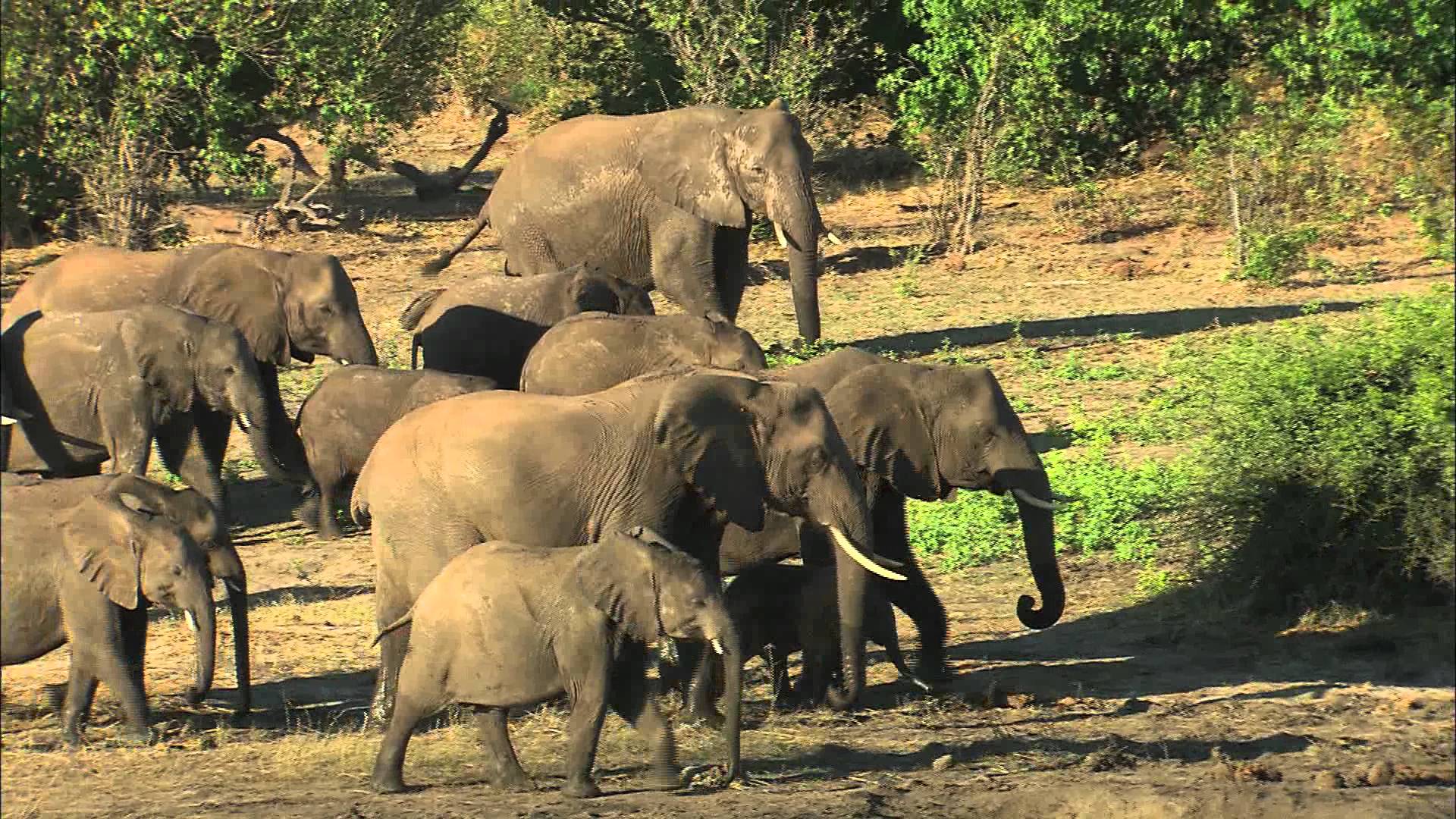 Elephants in Botswana - YouTube