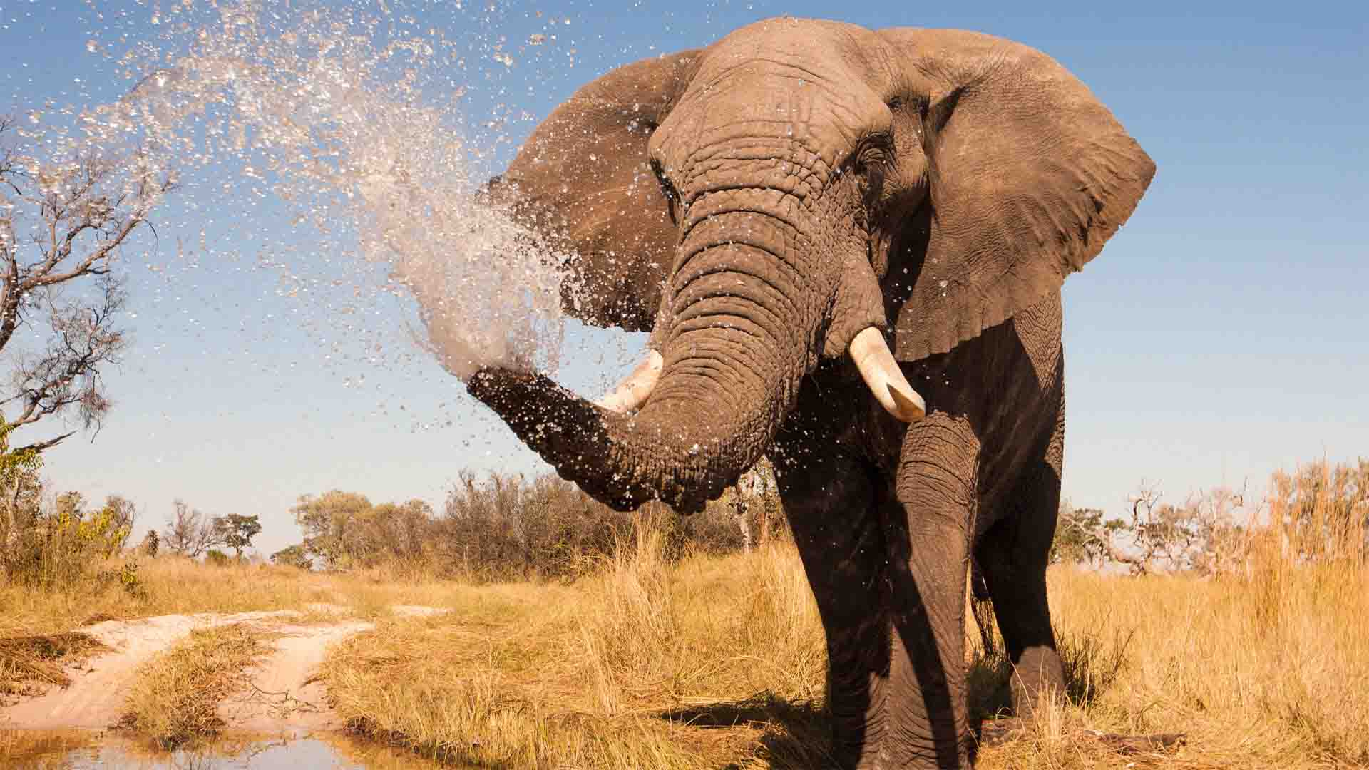 Botswana Elephant Tracking Safari - Natural World Safaris