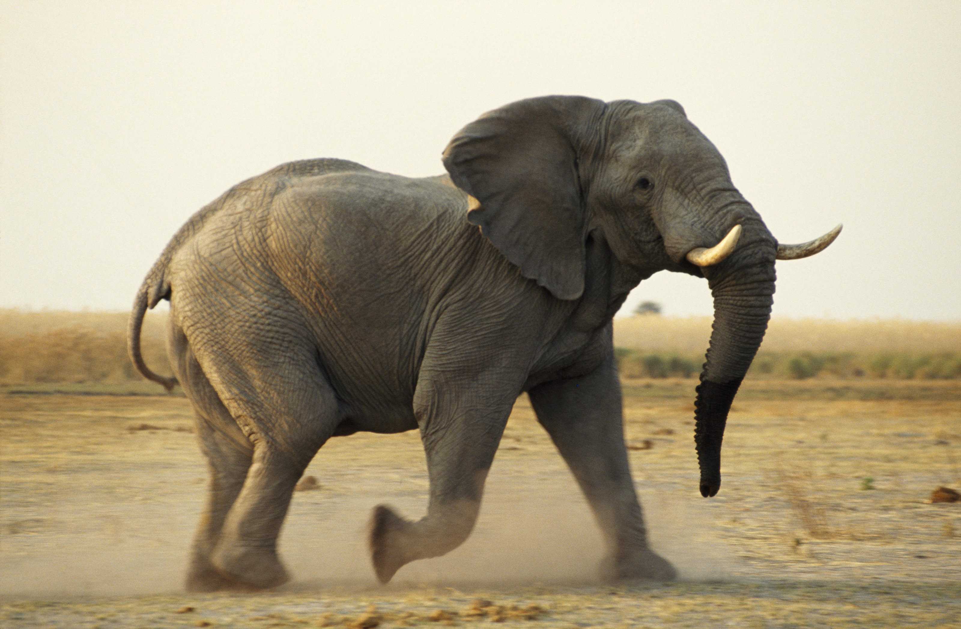 Elephant, Savuti, Botswana, 1994, Beverly Joubert Christie's ...