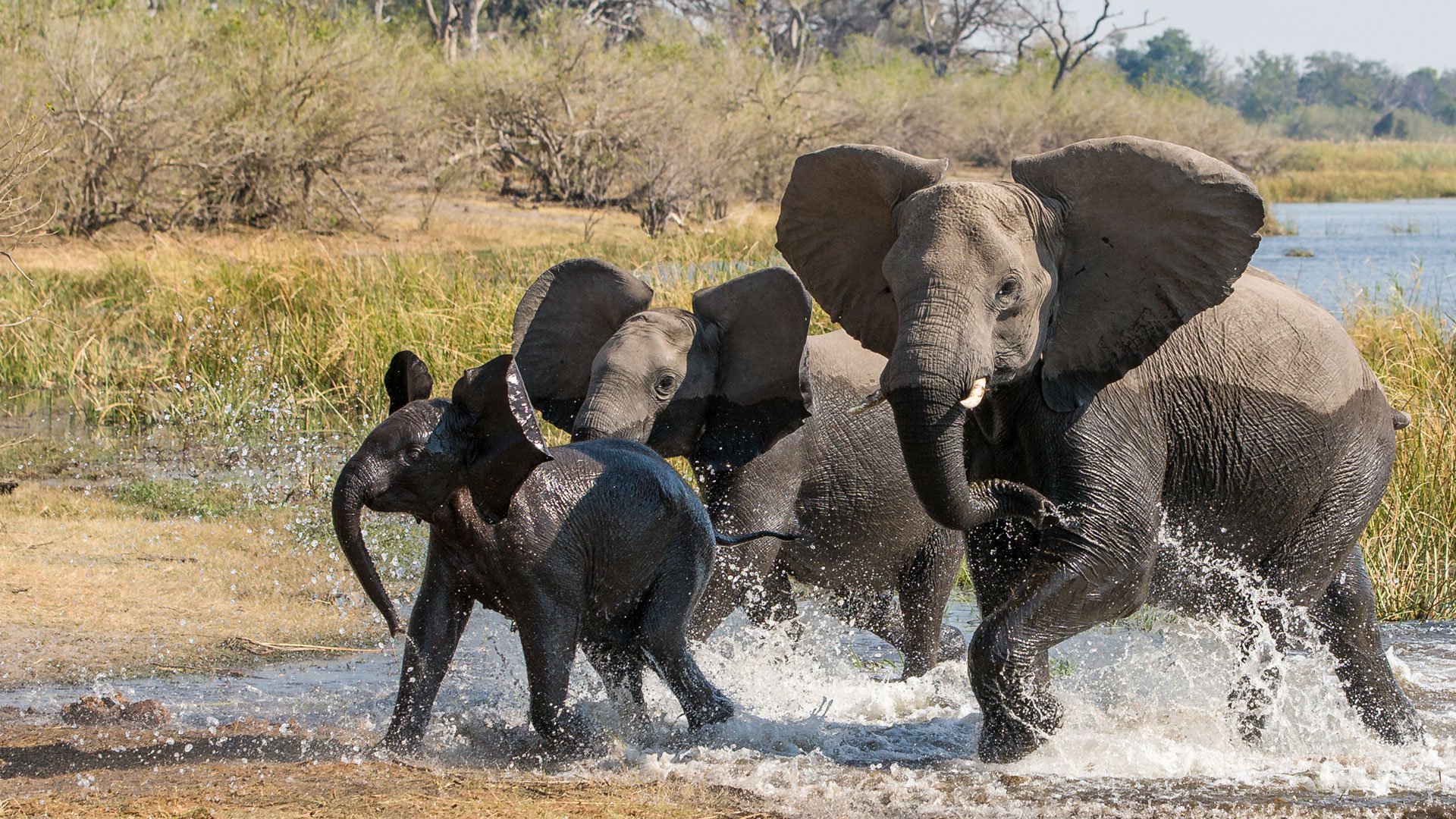 Botswana Elephant Tracking Safari - Natural World Safaris