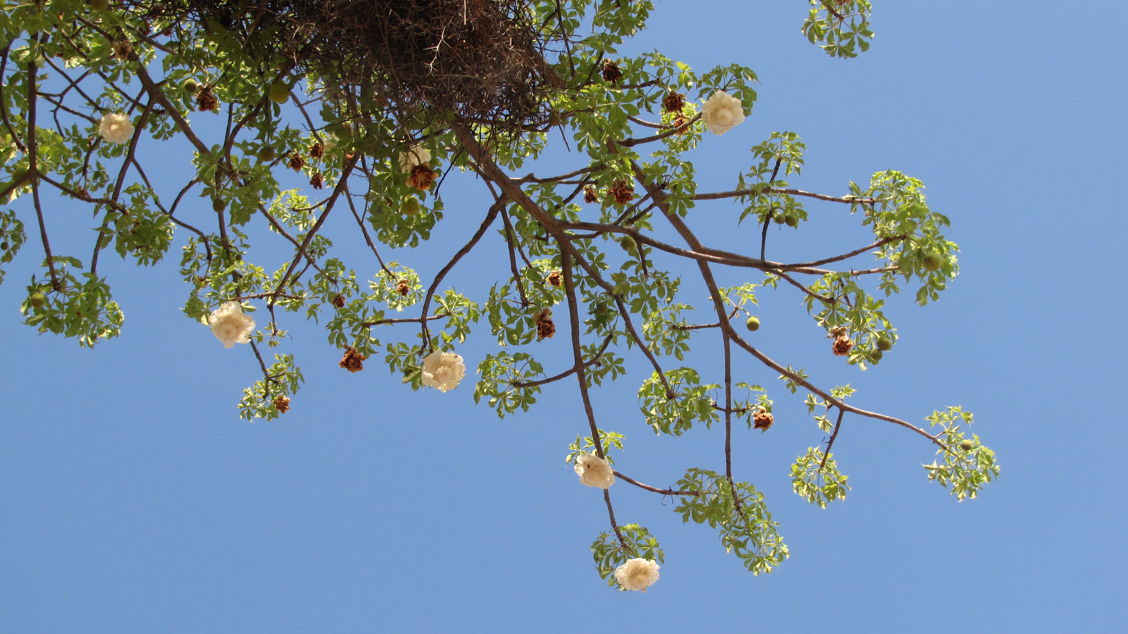 Trees, Plants and Flowers | Botswana Trails