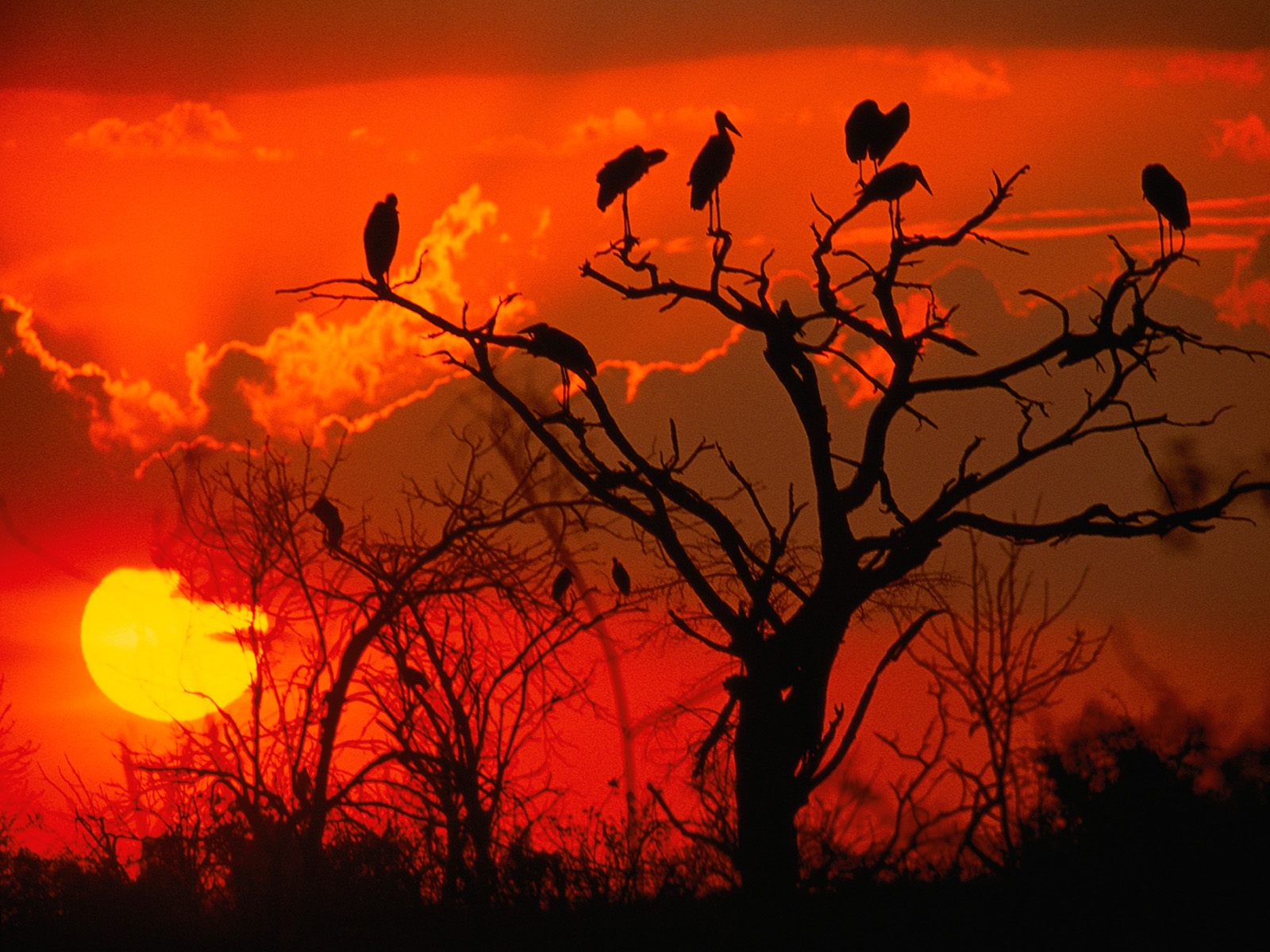 Botswana Sunset, Africa