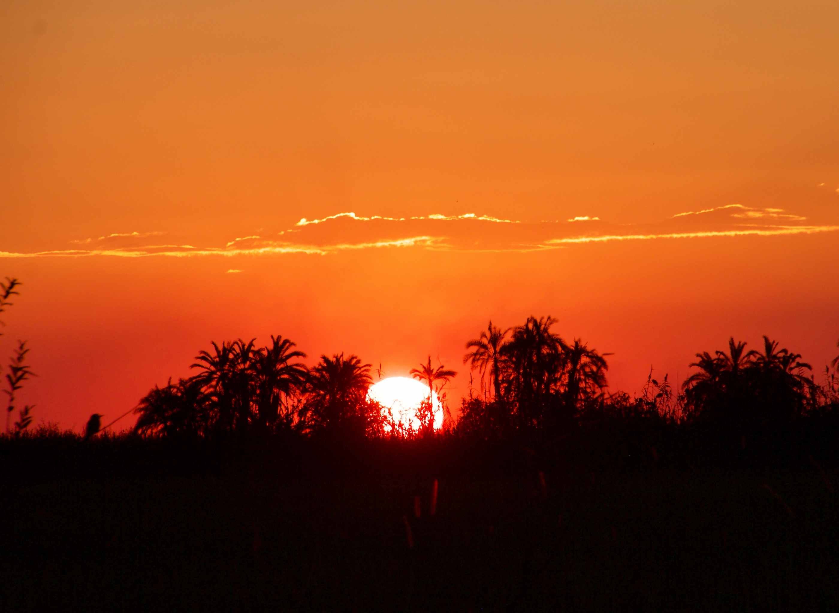 Botswana Sunset | Shutterbug