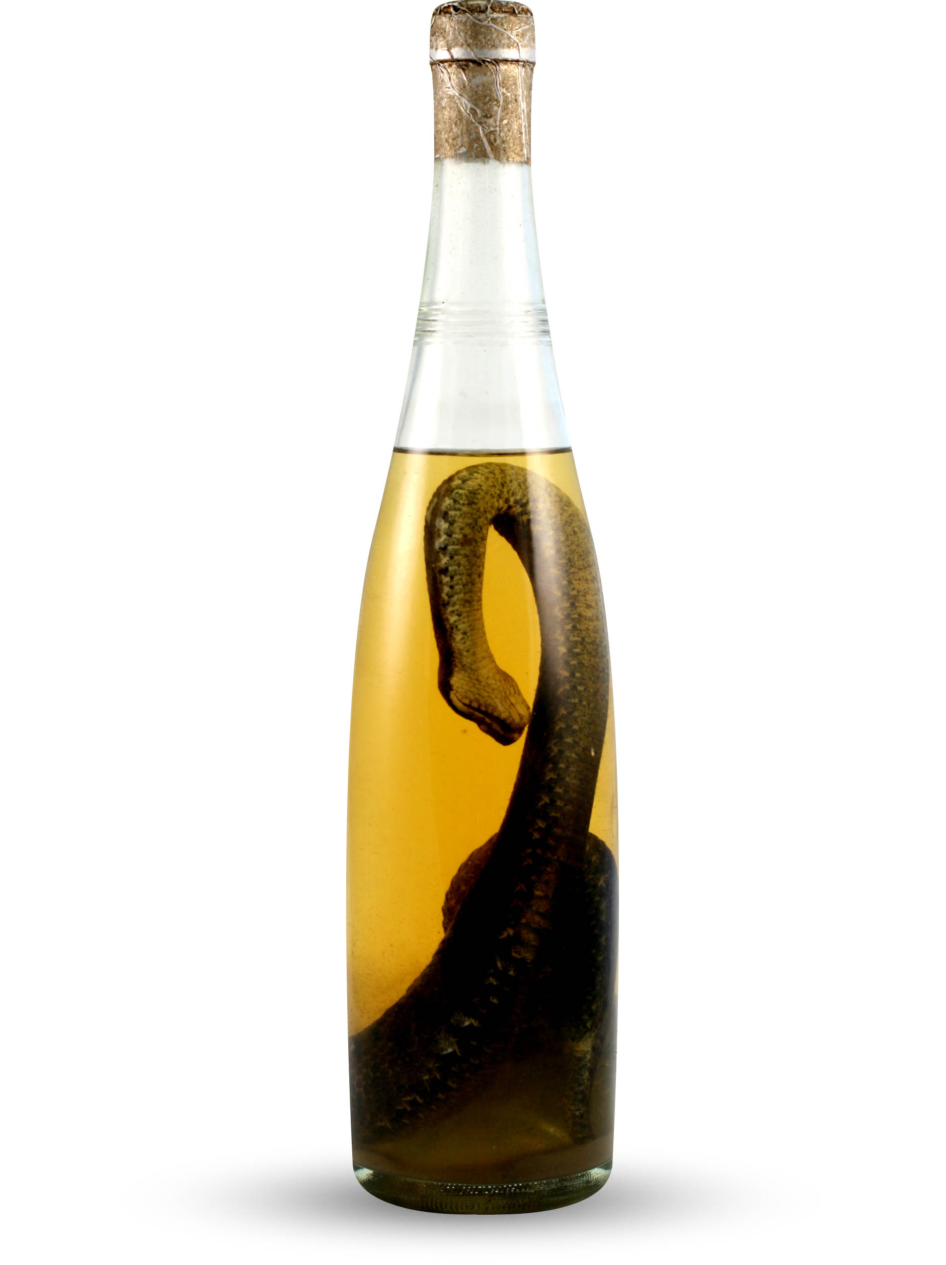 Bottle snake photo