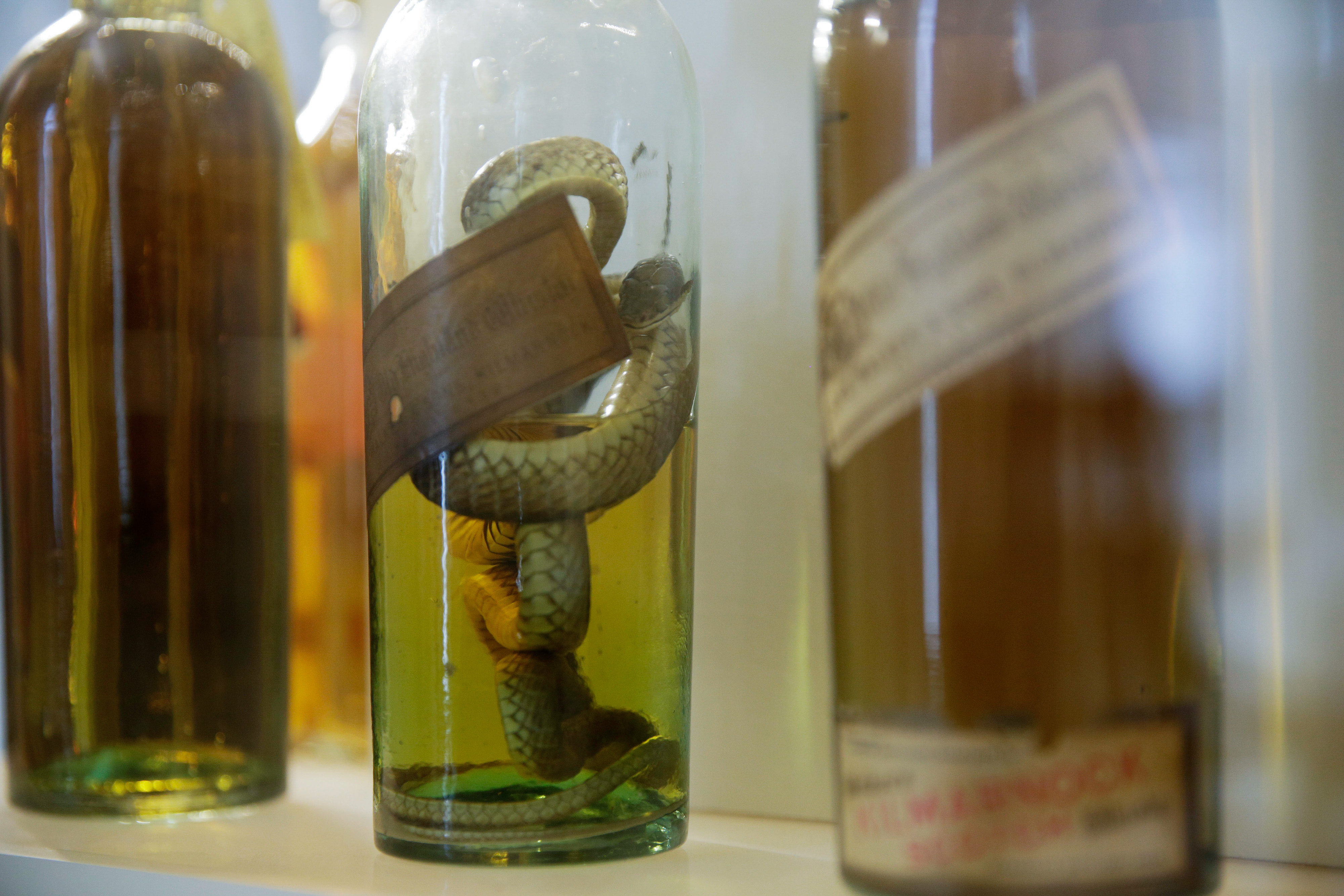 Mexican Inspectors Seize Mezcal Containing Wild Snakes - Genius Kitchen