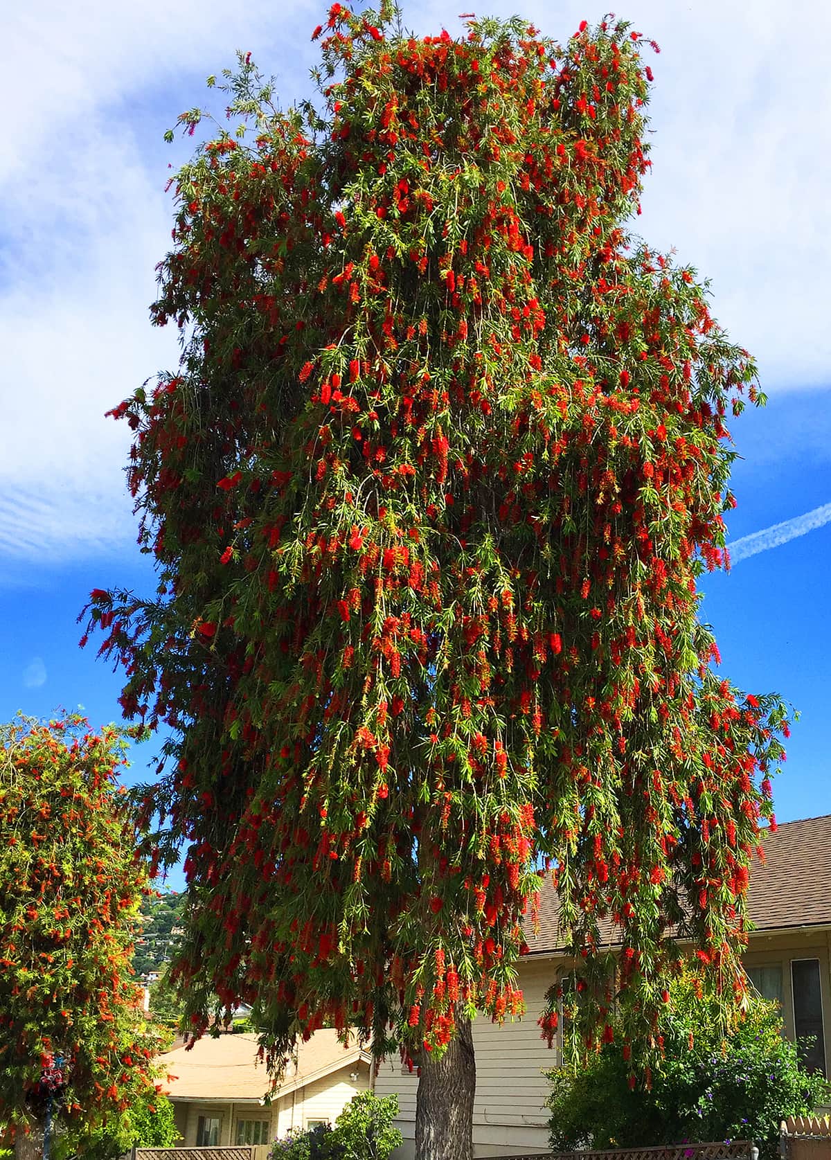 Weeping Bottlebrush Tree – Santa Barbara Beautiful