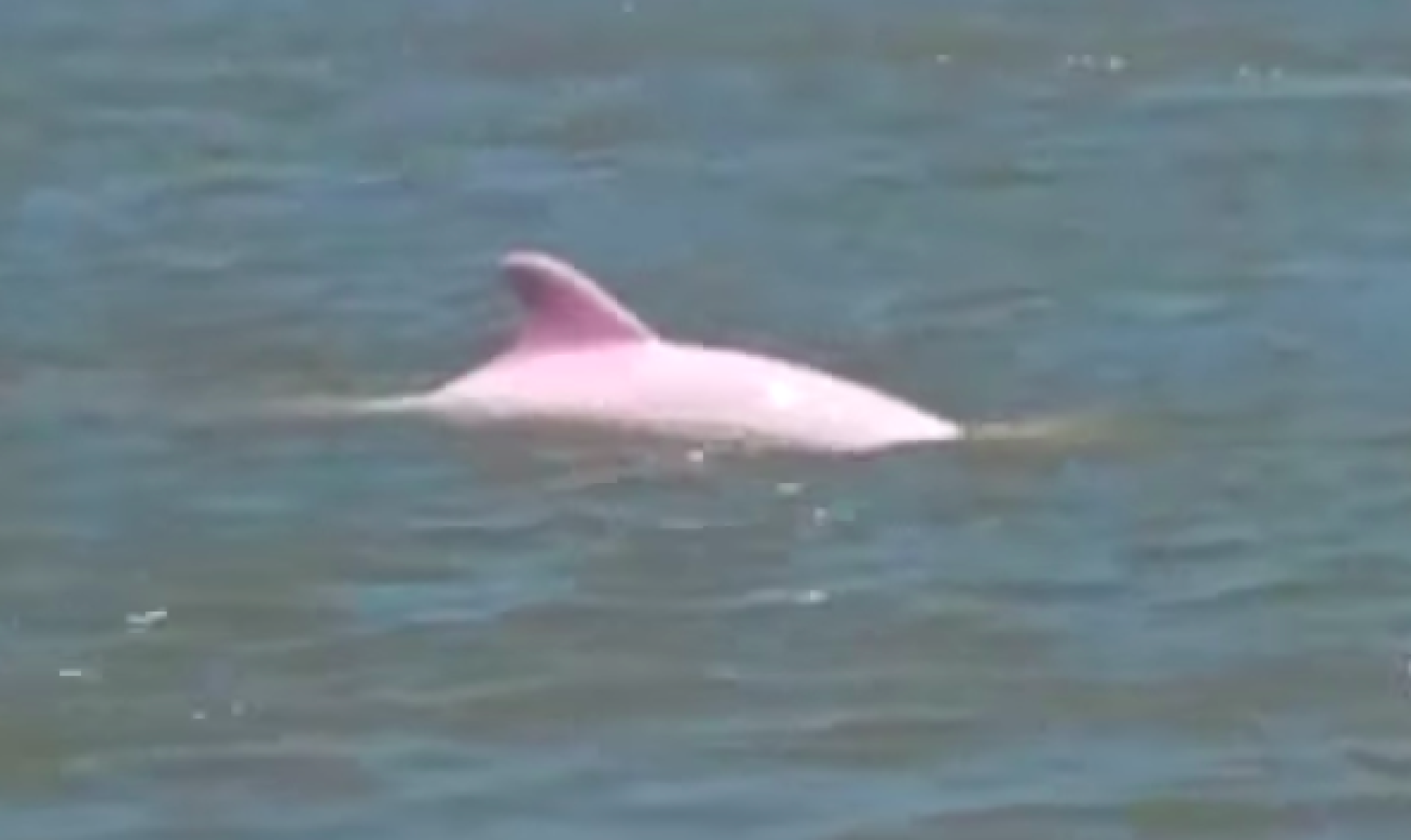 How Did Rare Pink Dolphin Get Its Color?