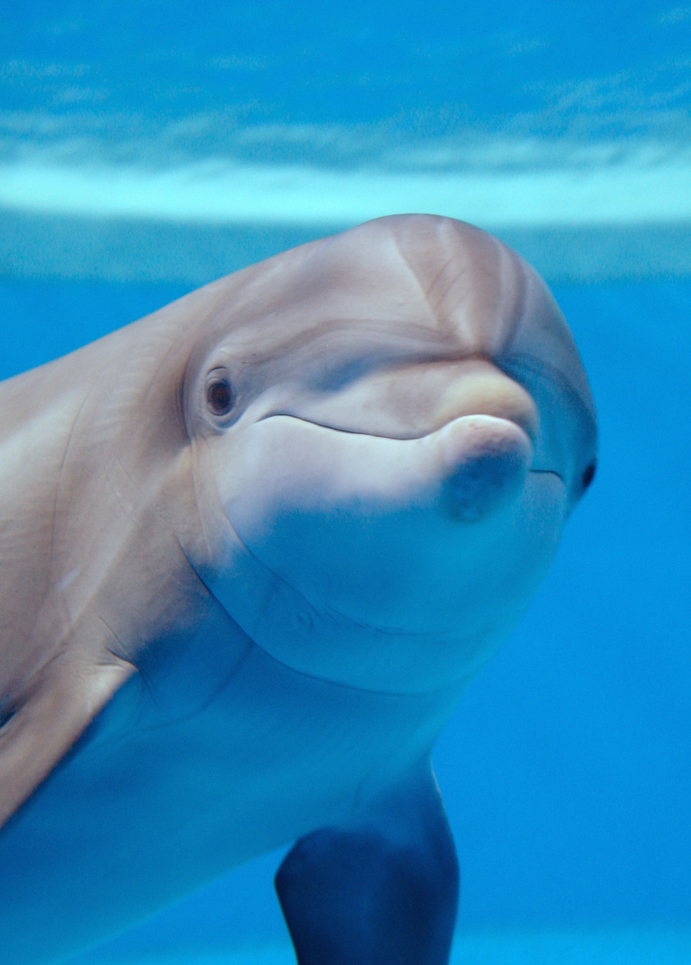 Chicago Zoological Society - Bottlenose Dolphin - Tapeko