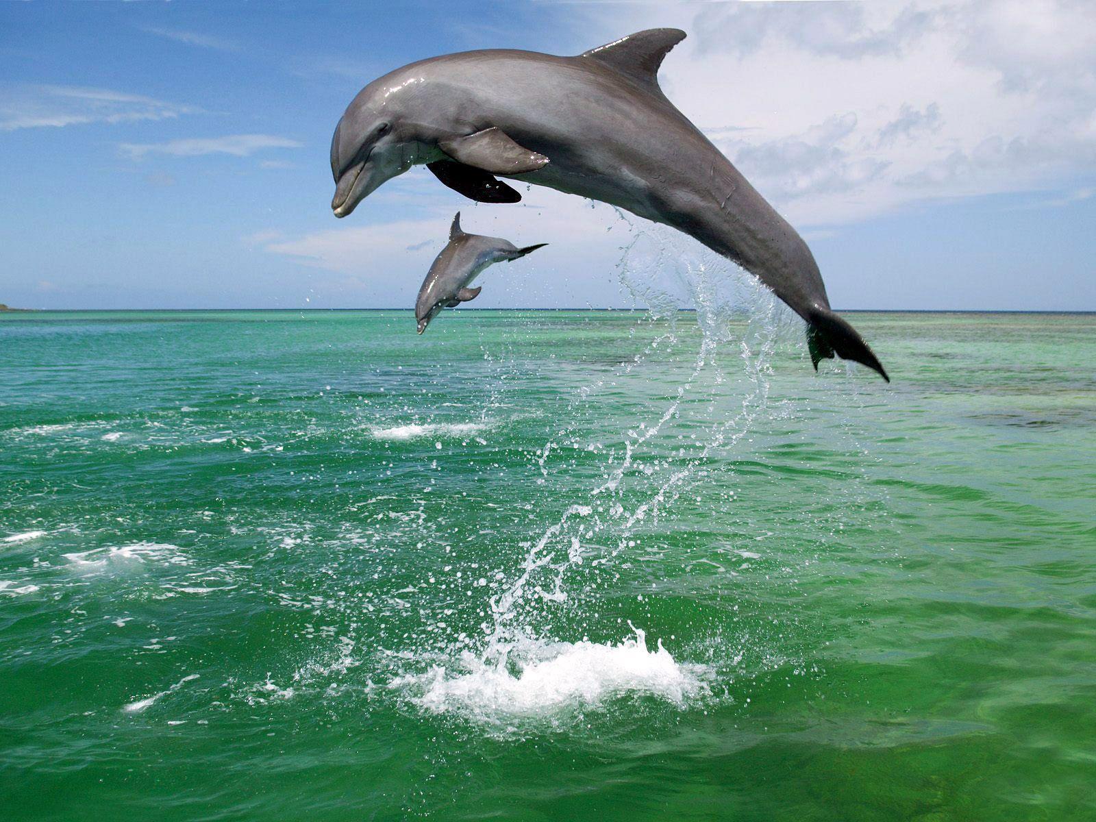 Bottlenose Dolphin | Wild Coast