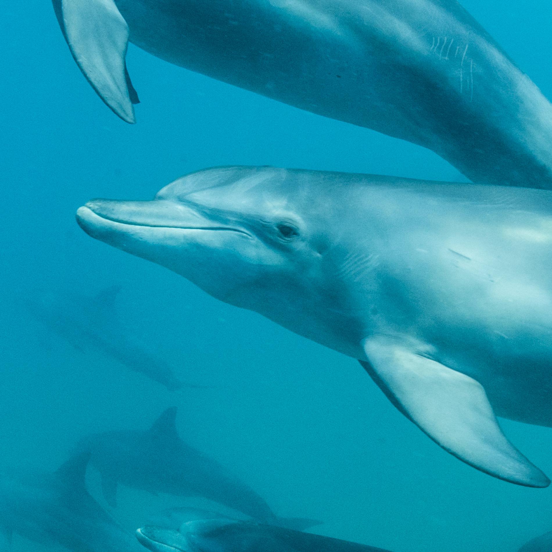 Bottlenose Dolphin | National Geographic