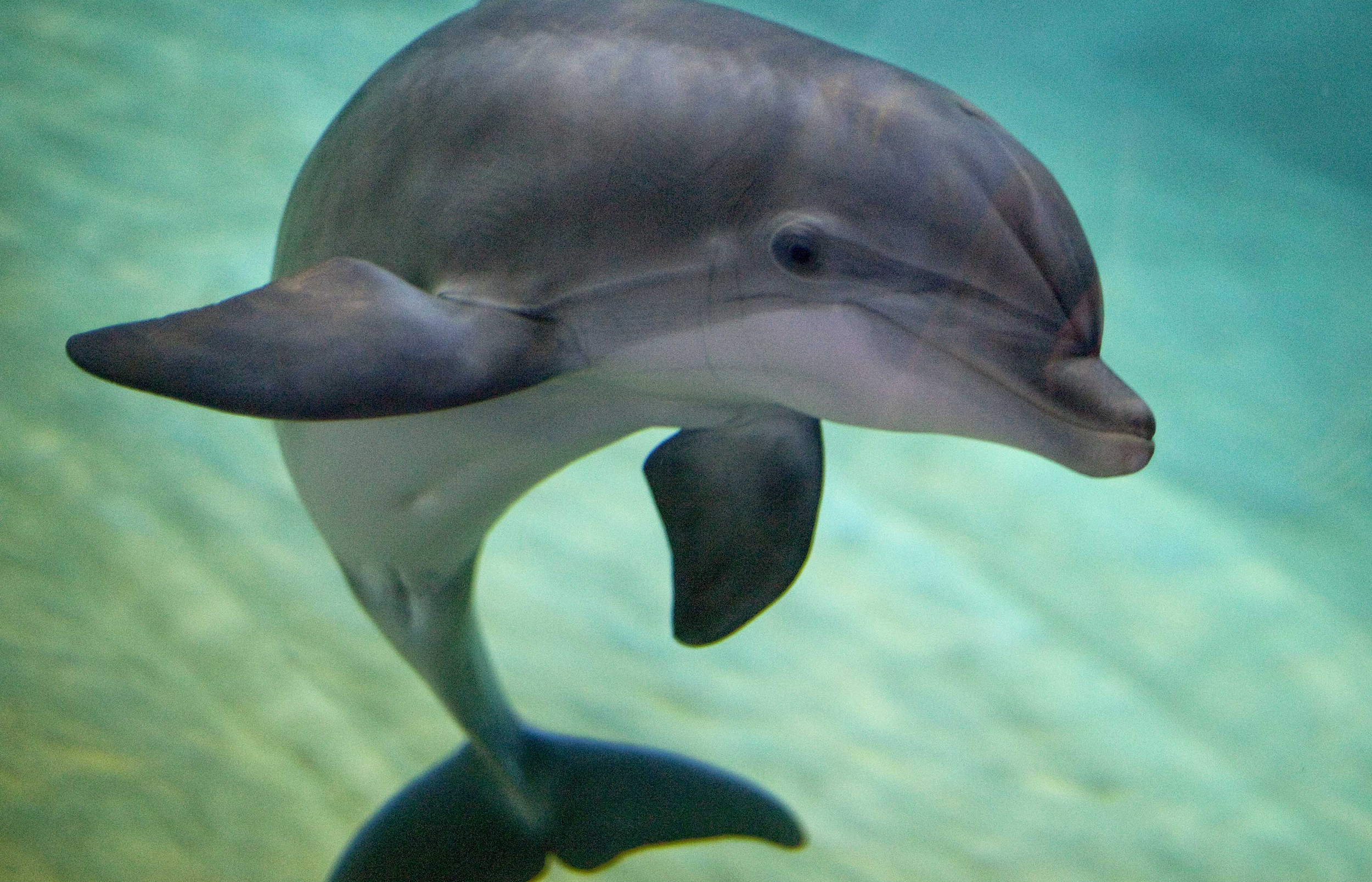 Russia's Military Just Bought Five Bottlenose Dolphins and It Won't ...