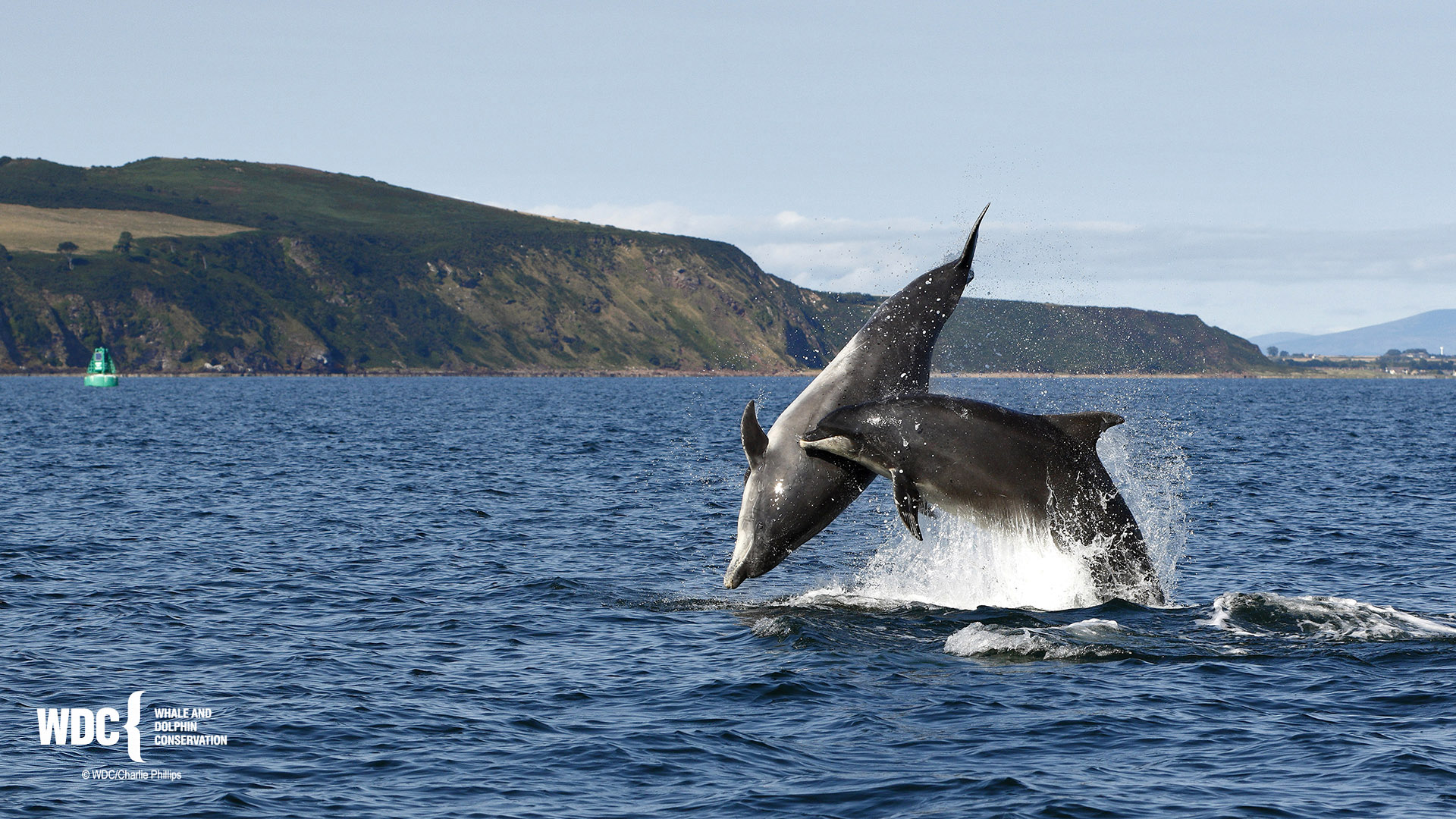 How are Scotland's bottlenose dolphins doing?
