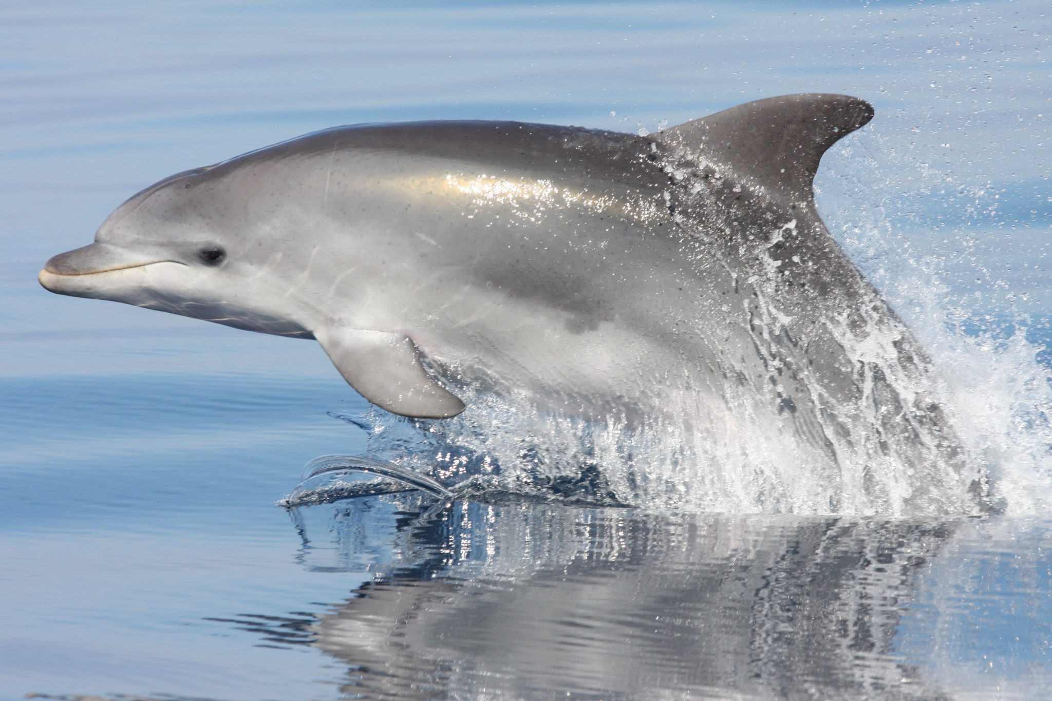 Common Bottlenose Dolphin | Blue World Institute