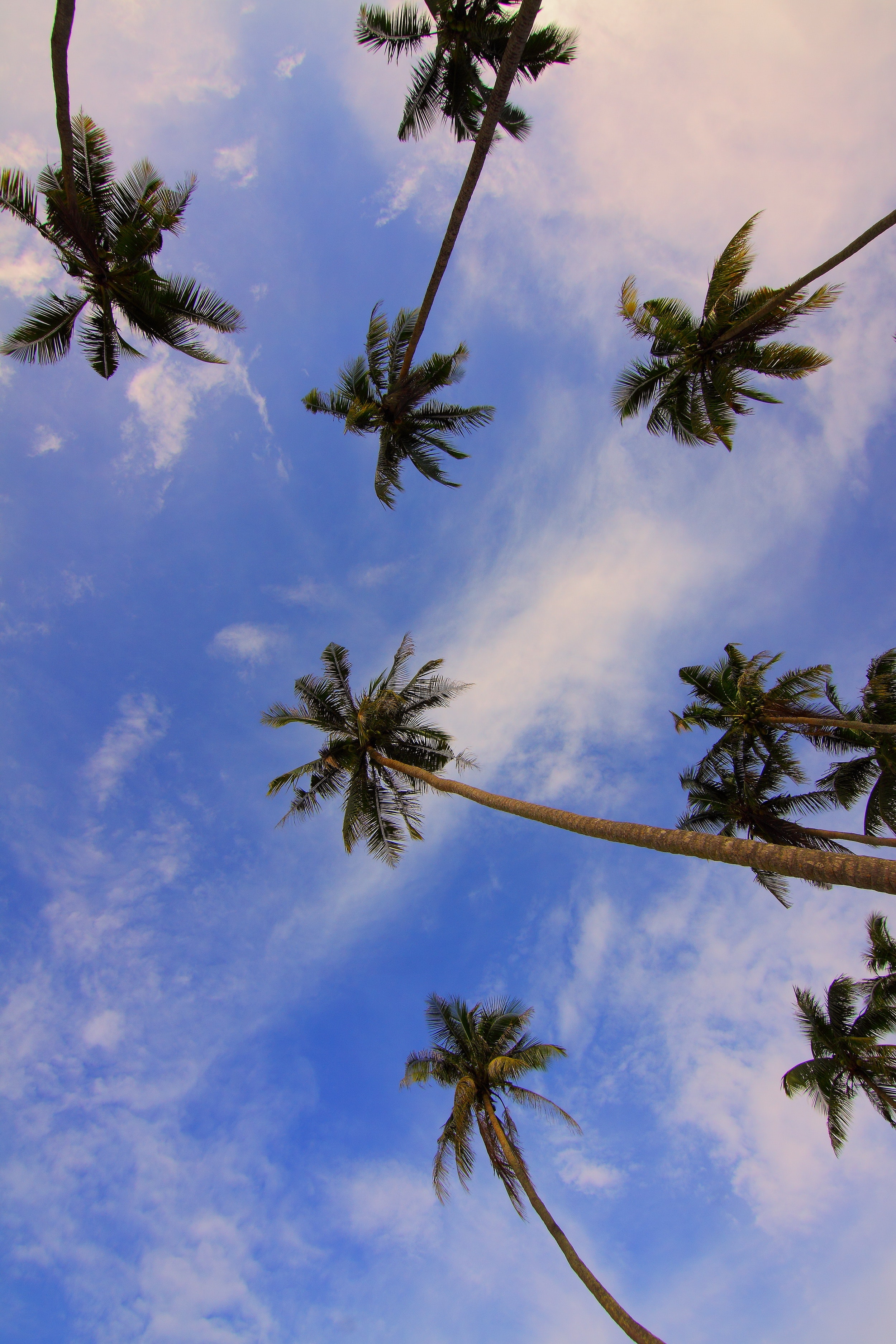 Bottom view of palm trees photo