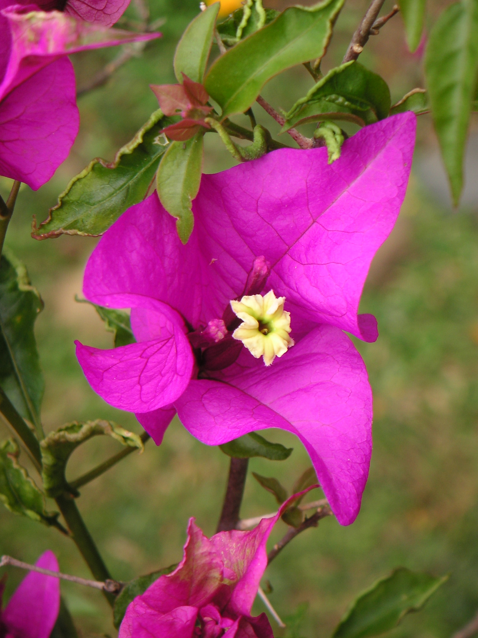 Bougainvillea glabra Images - Useful Tropical Plants