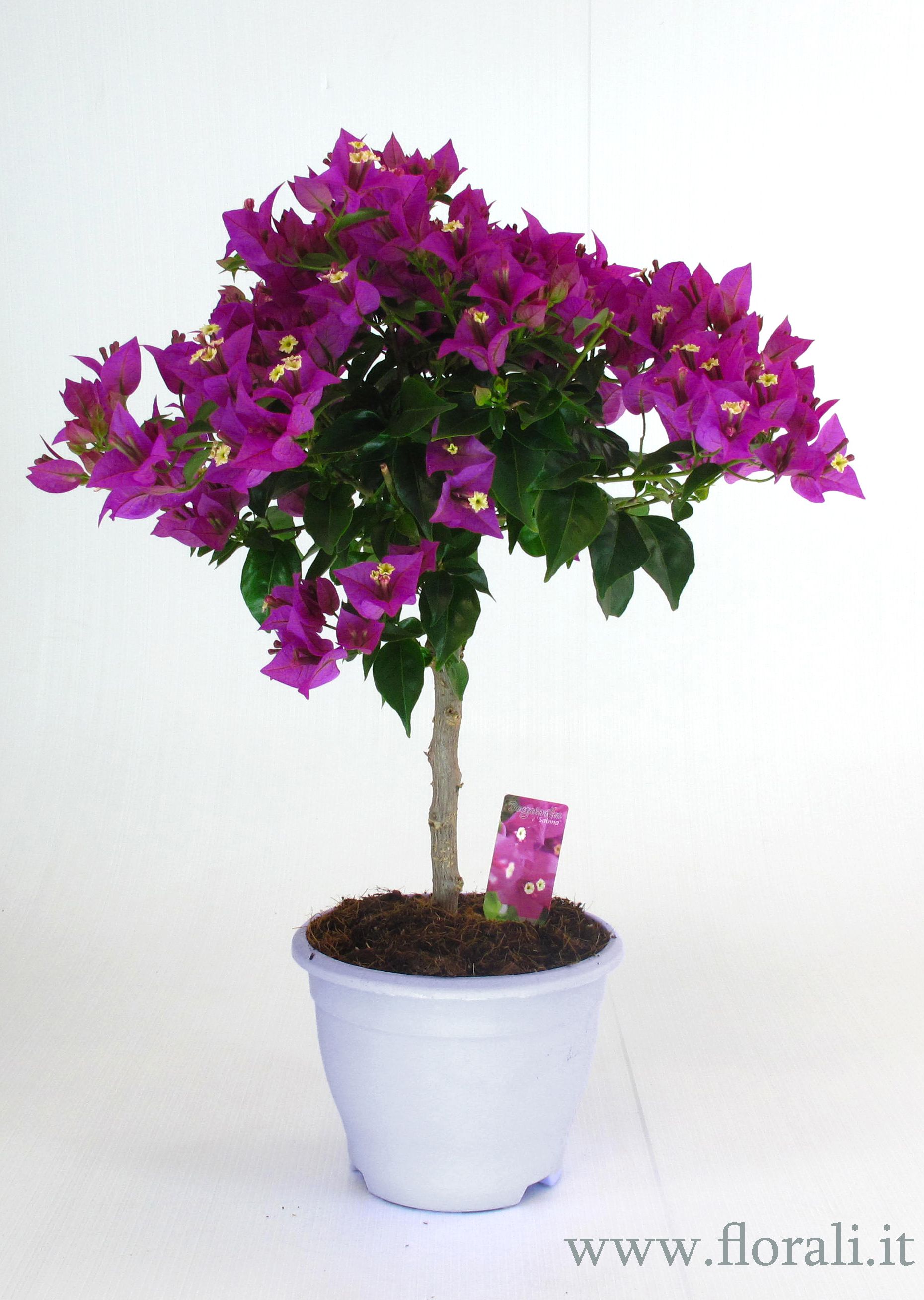 Summer is the best period to see Bougainvillea's colors but it's ...