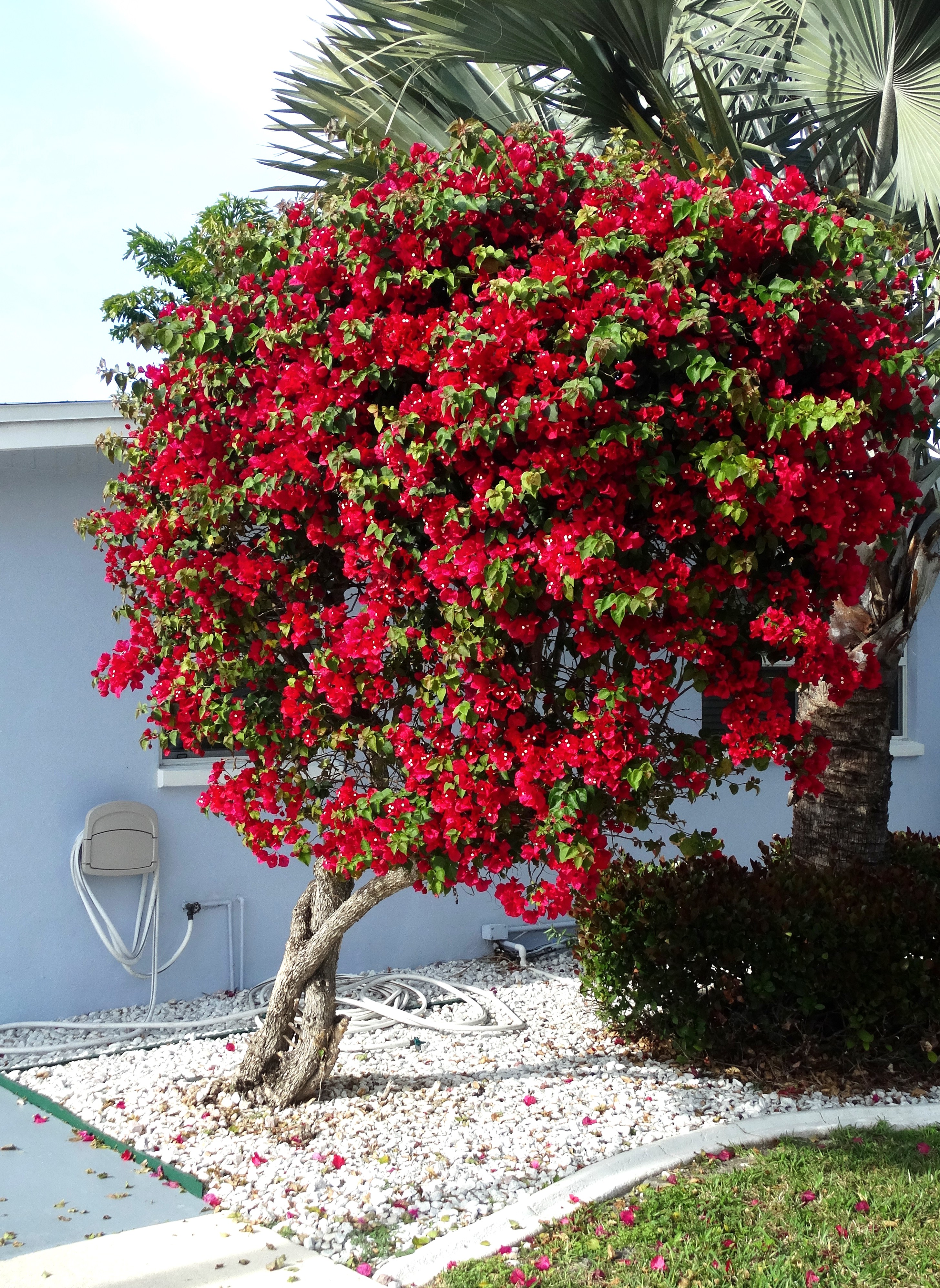 Bougainvillea- Growing in your Florida yard - The Florida Living ...