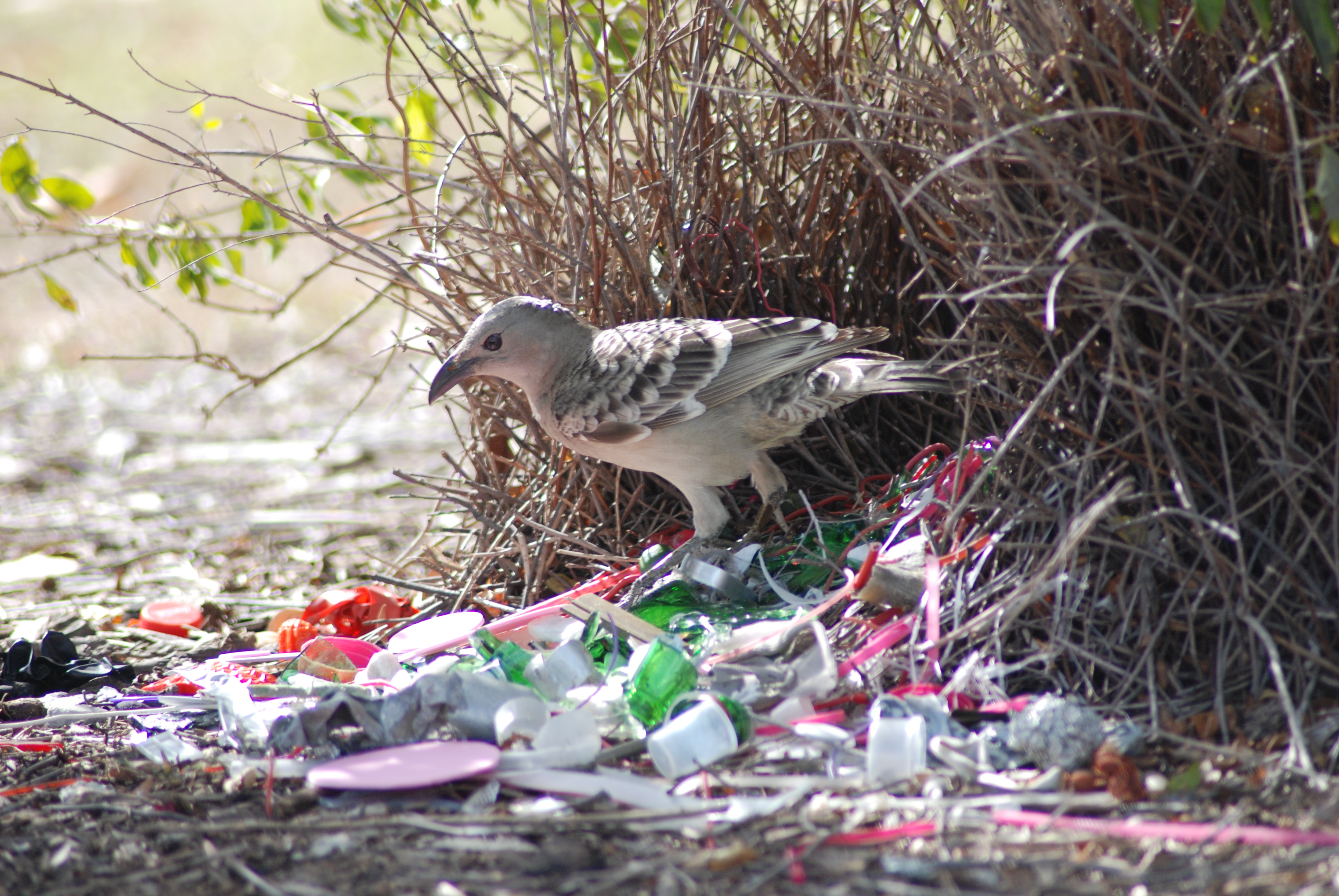 What Makes Bowerbirds Such Good Artists? - Scientific American Blog ...
