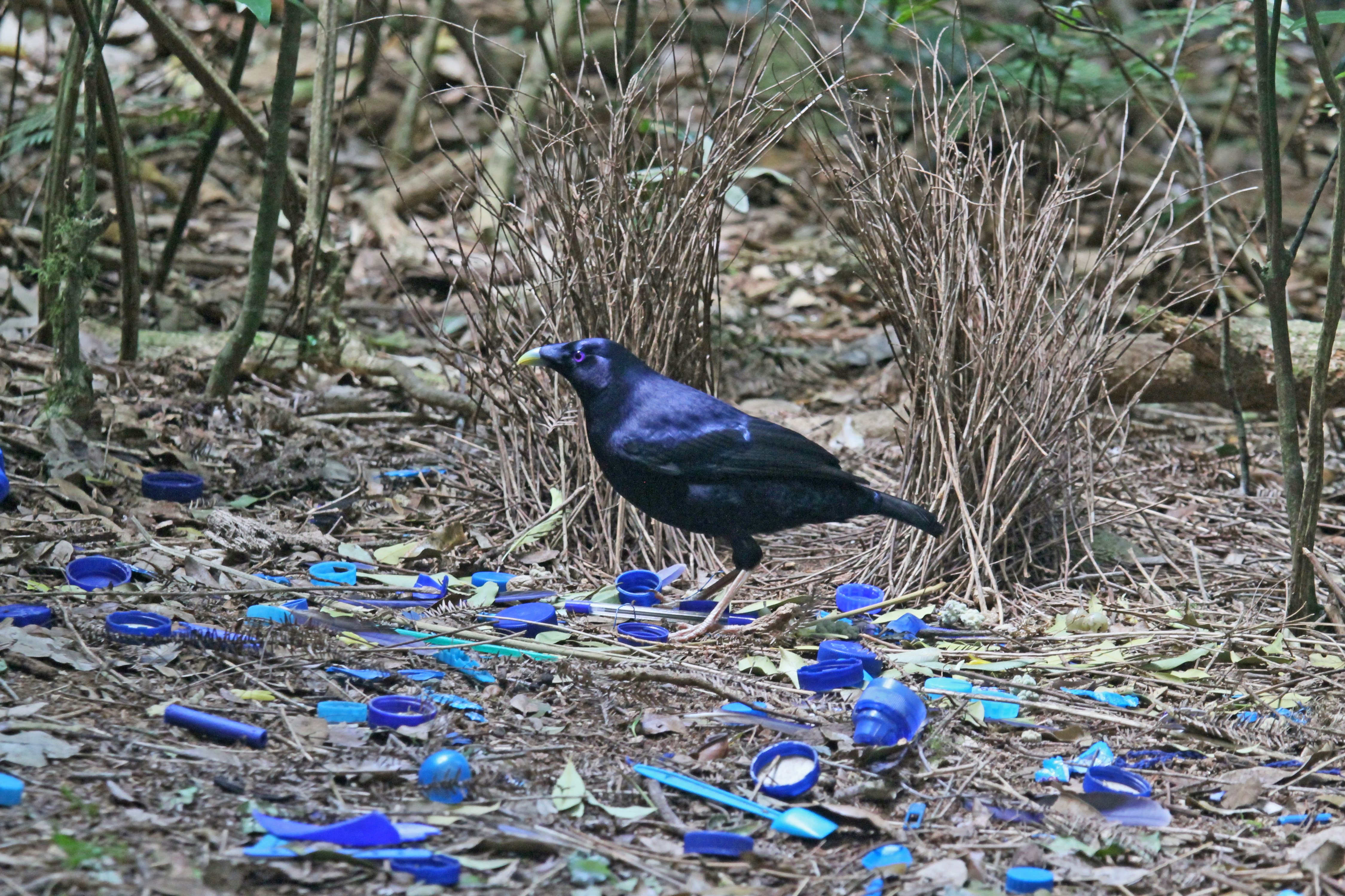 Satin bowerbird - Wikipedia