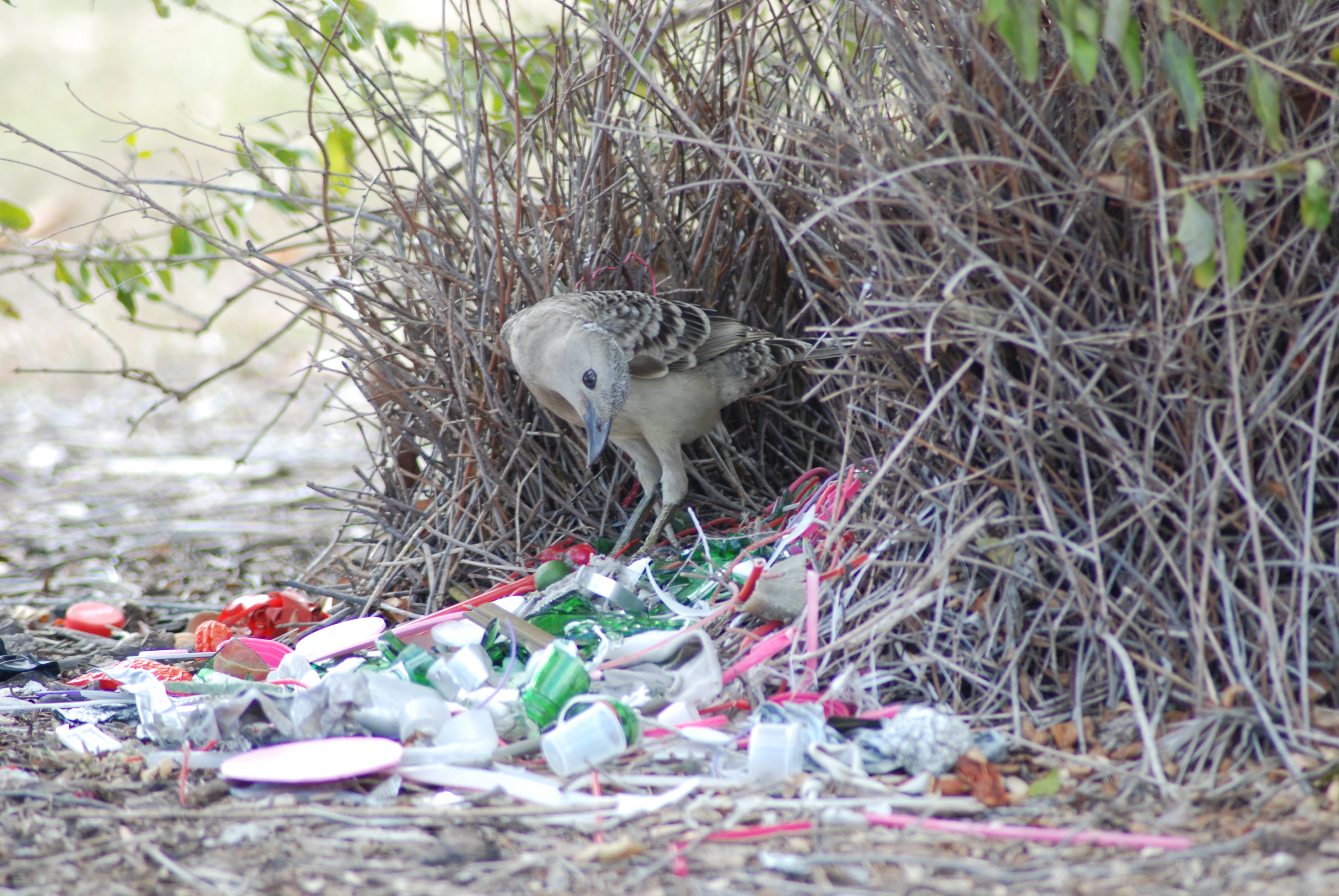 What Makes Bowerbirds Such Good Artists? - Scientific American Blog ...