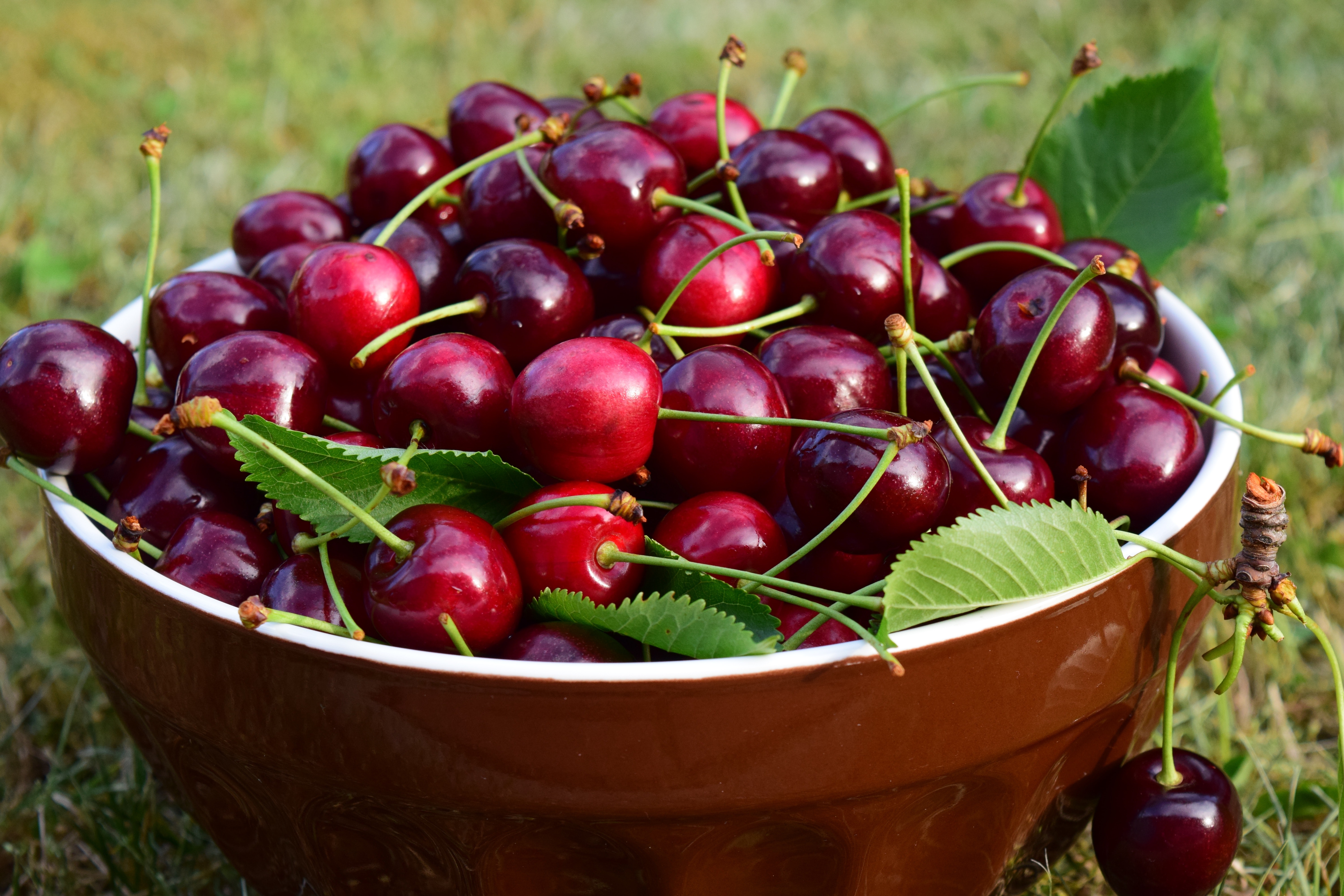 Free stock photo of bowl, cherries, cherry harvest