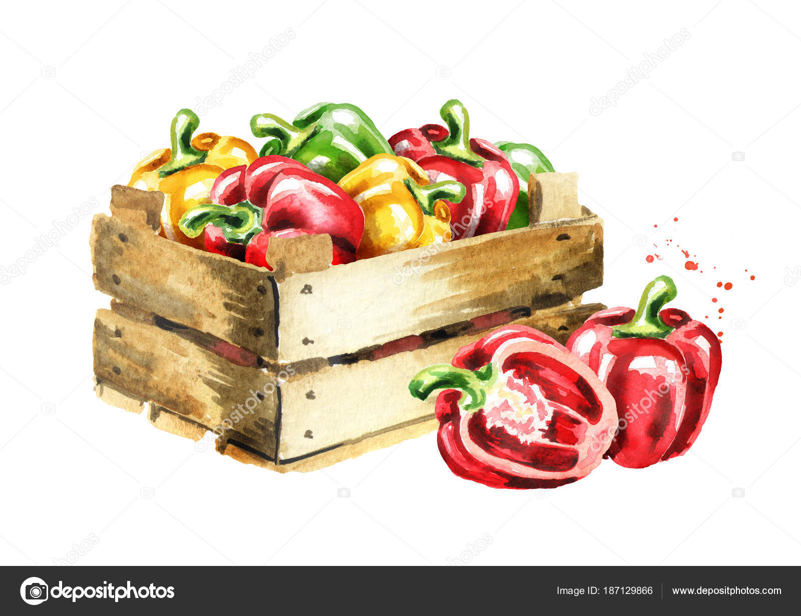 Box Bell Peppers Watercolor Hand Drawn Illustration Isolated White ...