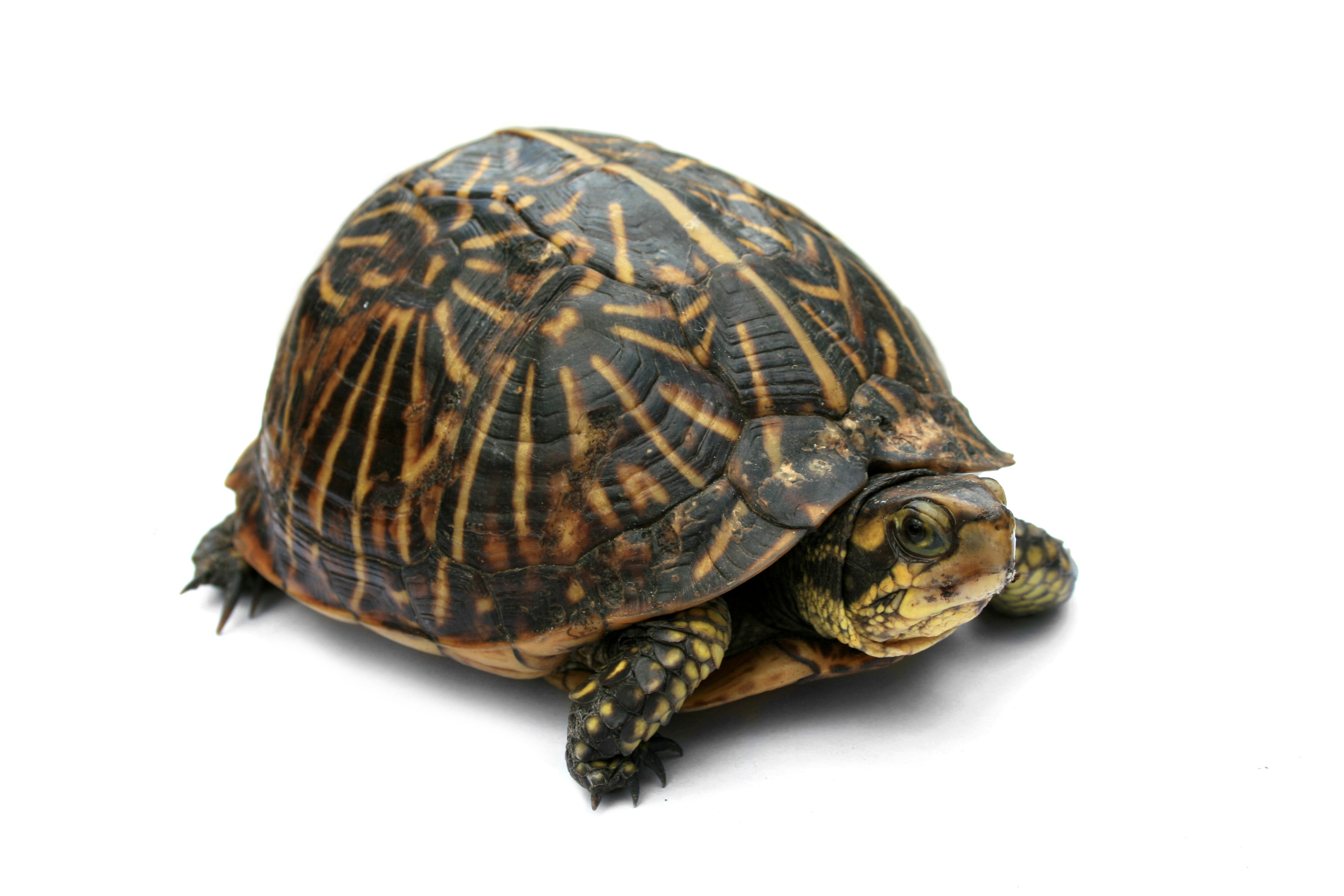 Box turtle - Wikipedia
