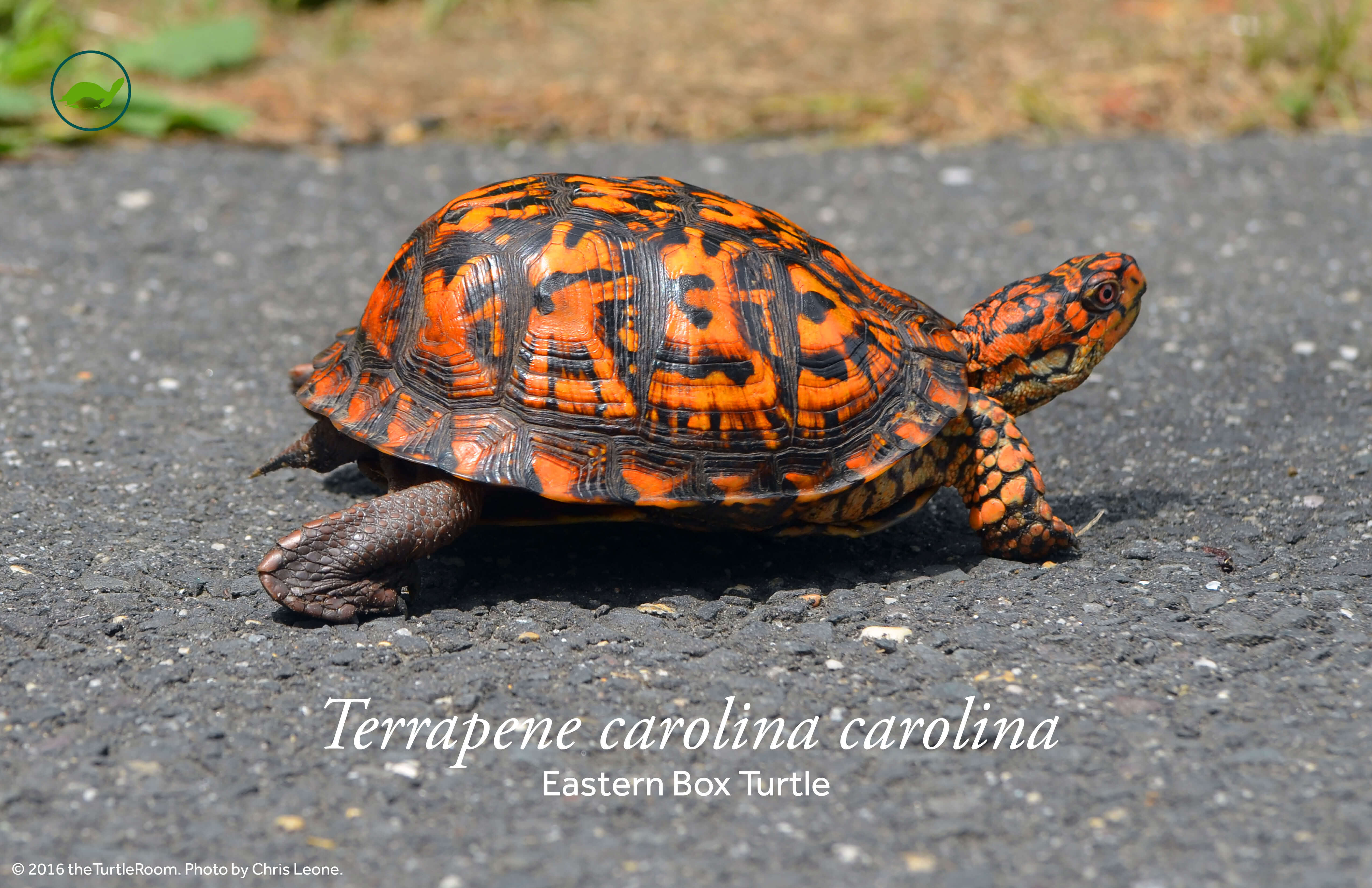 Terrapene carolina carolina (Eastern Box Turtle) PostertheTurtleRoom