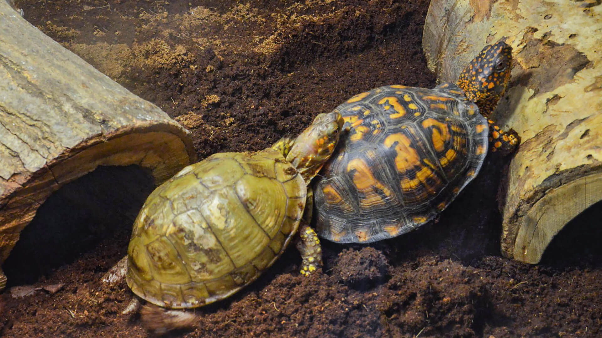 Welcome Box Turtles! | Pacific Science Center