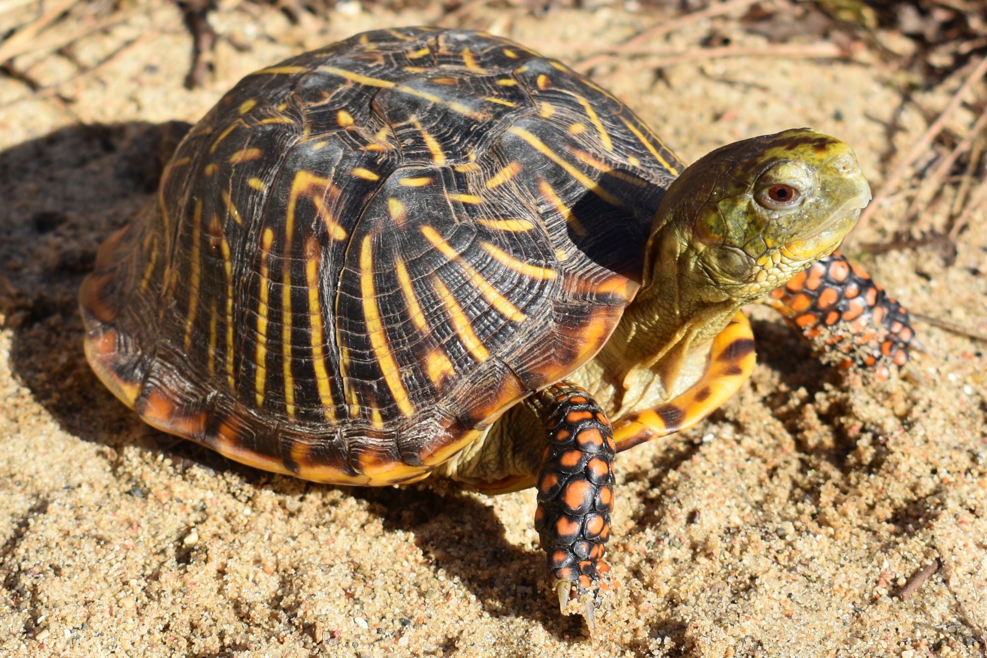 Ornate Box Turtle (Terrapene ornata) - Amphibians and Reptiles of ...