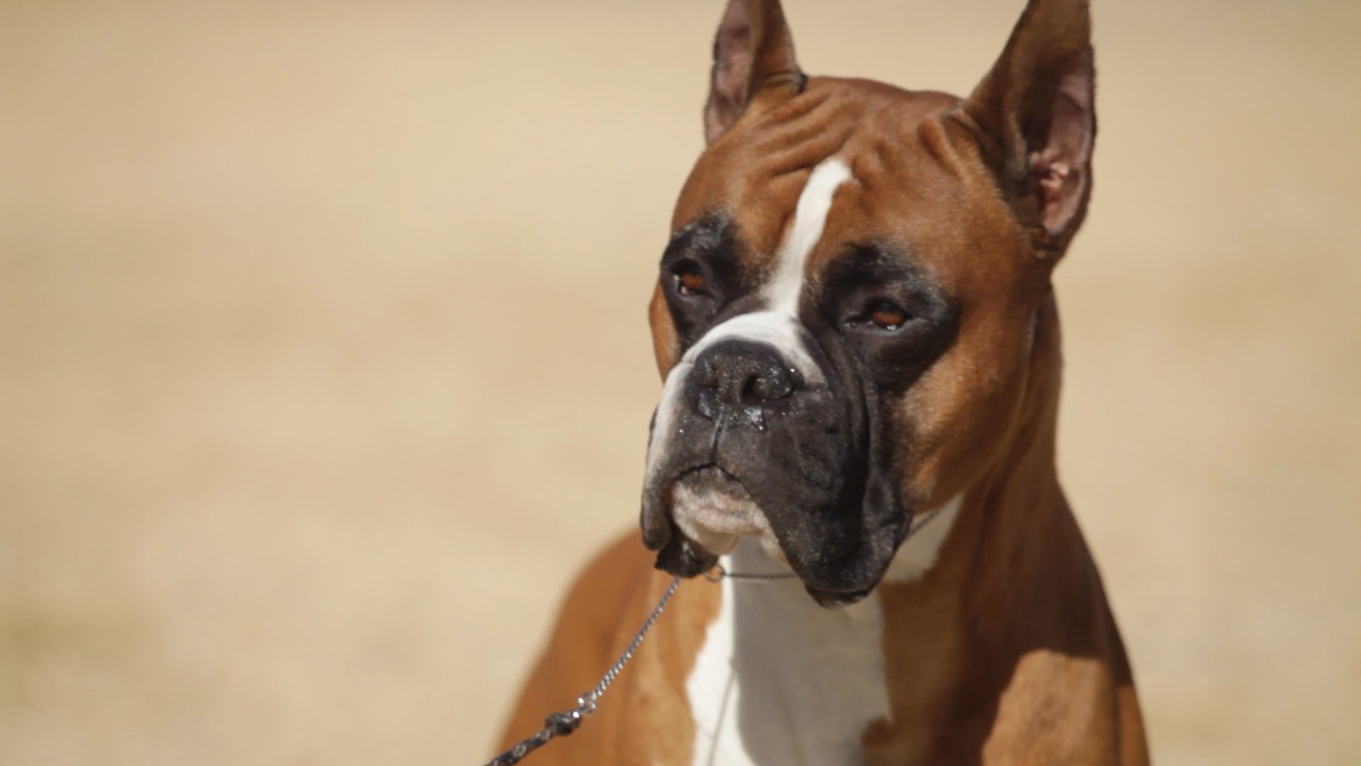 BOXER: A DOG LOVER'S INTRODUCTION - YouTube