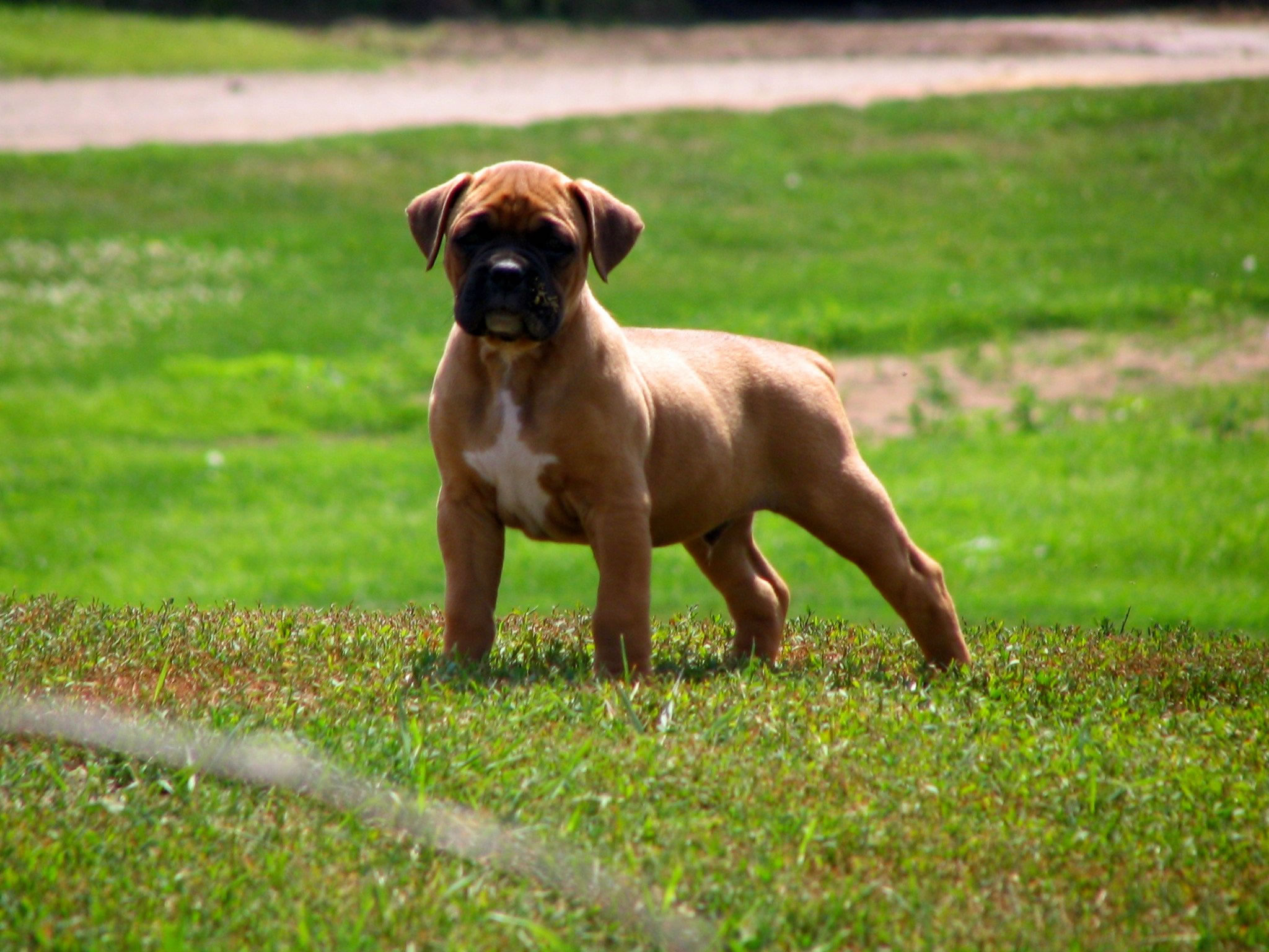 Fawn Boxer puppy wallpaper (2) - My Doggy Rocks