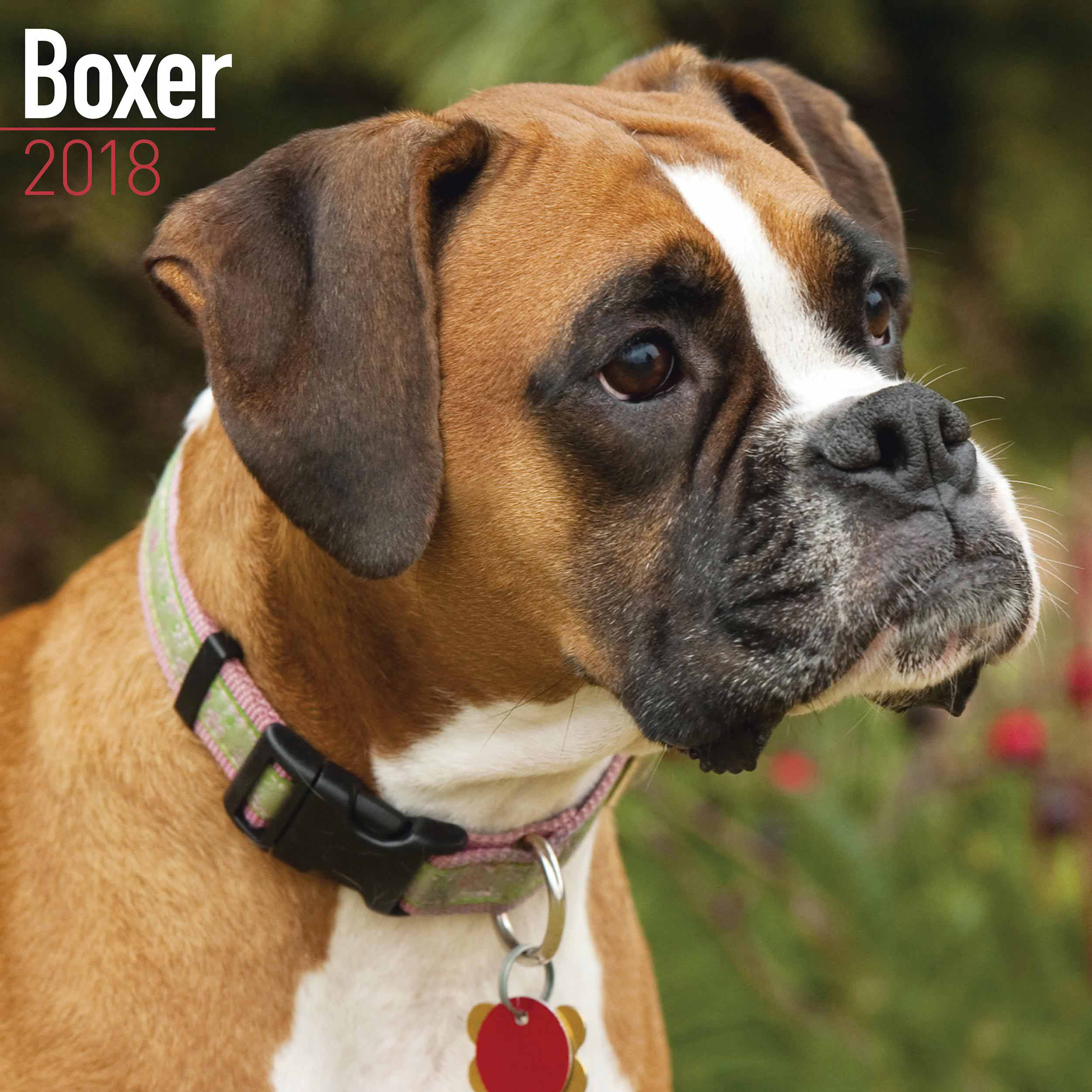Boxer Calendar 2018 - Calendar Club UK
